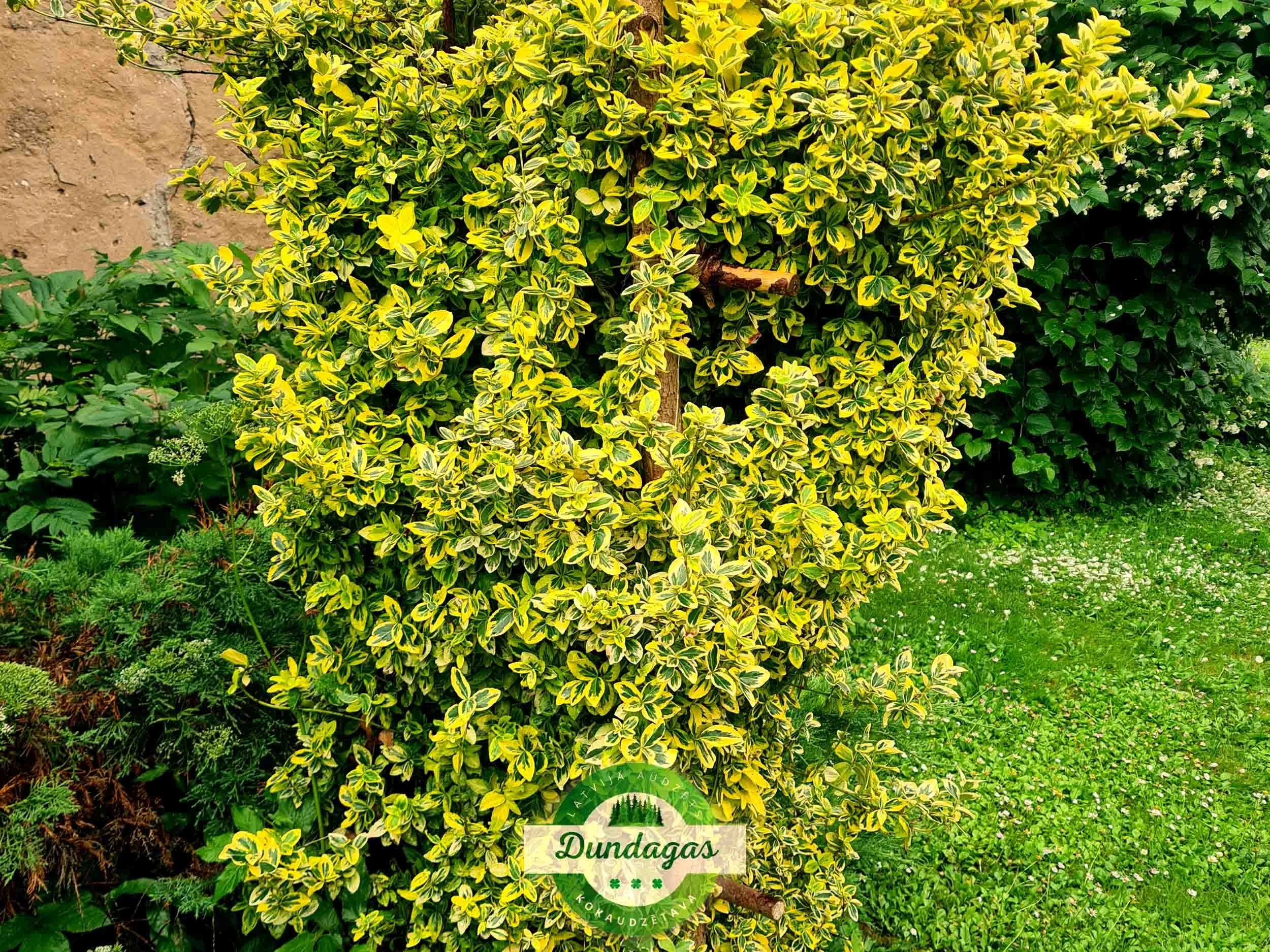 Euonymus_fortunei_Emerald_Gold_1.jpg