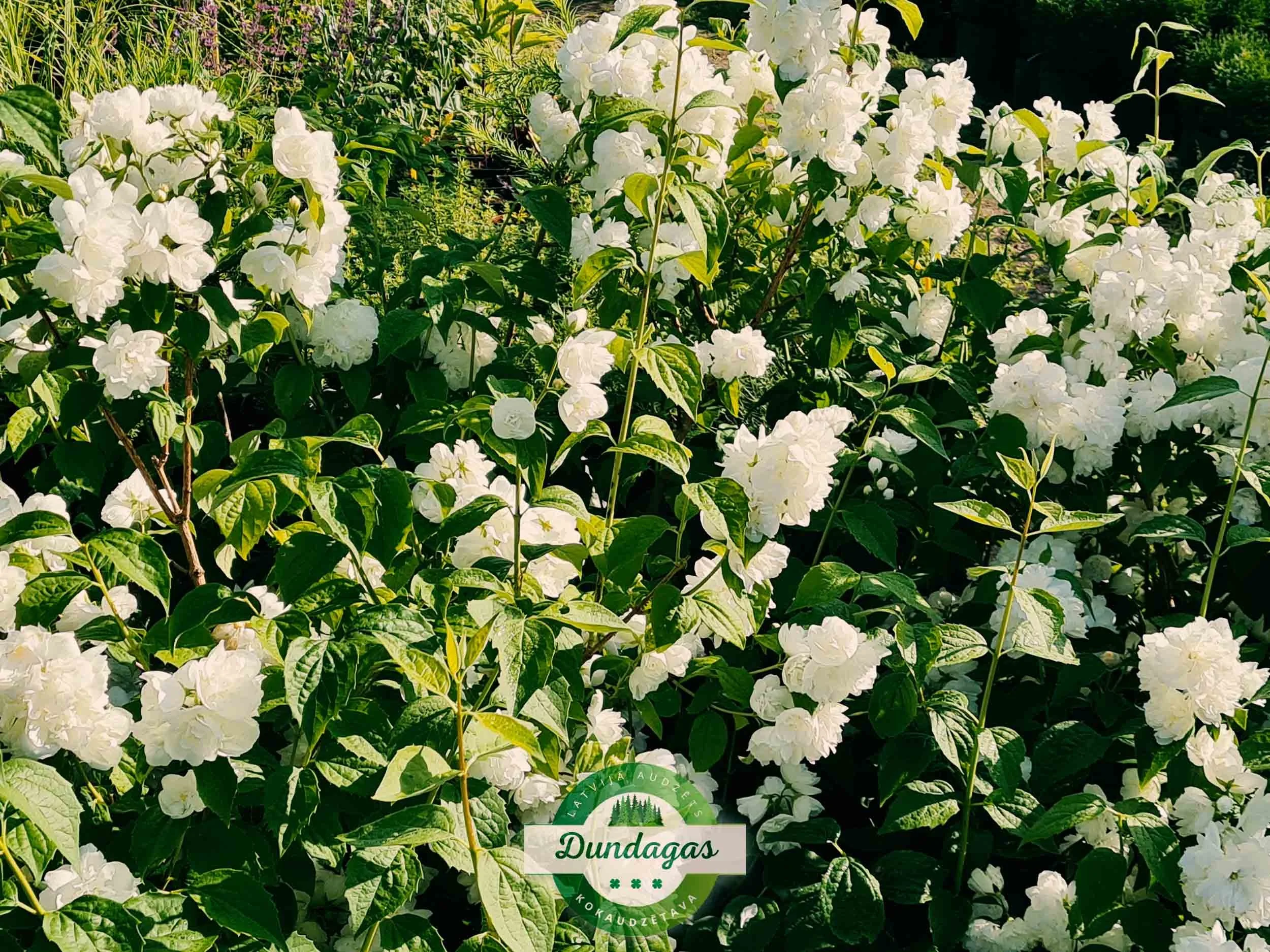 Philadelphus_Virginal.jpg