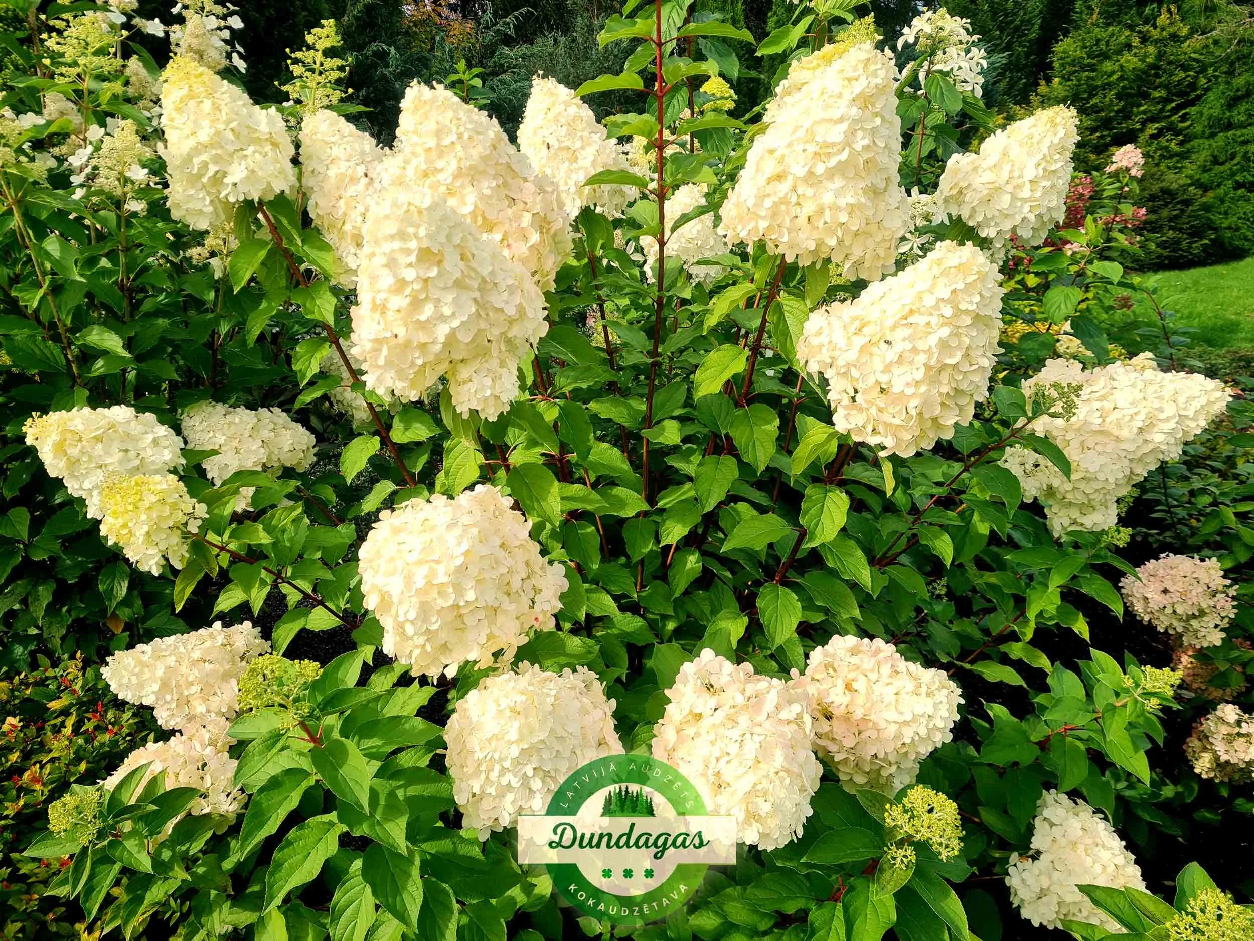 Hydrangea_paniculata_Polar Bear.jpg