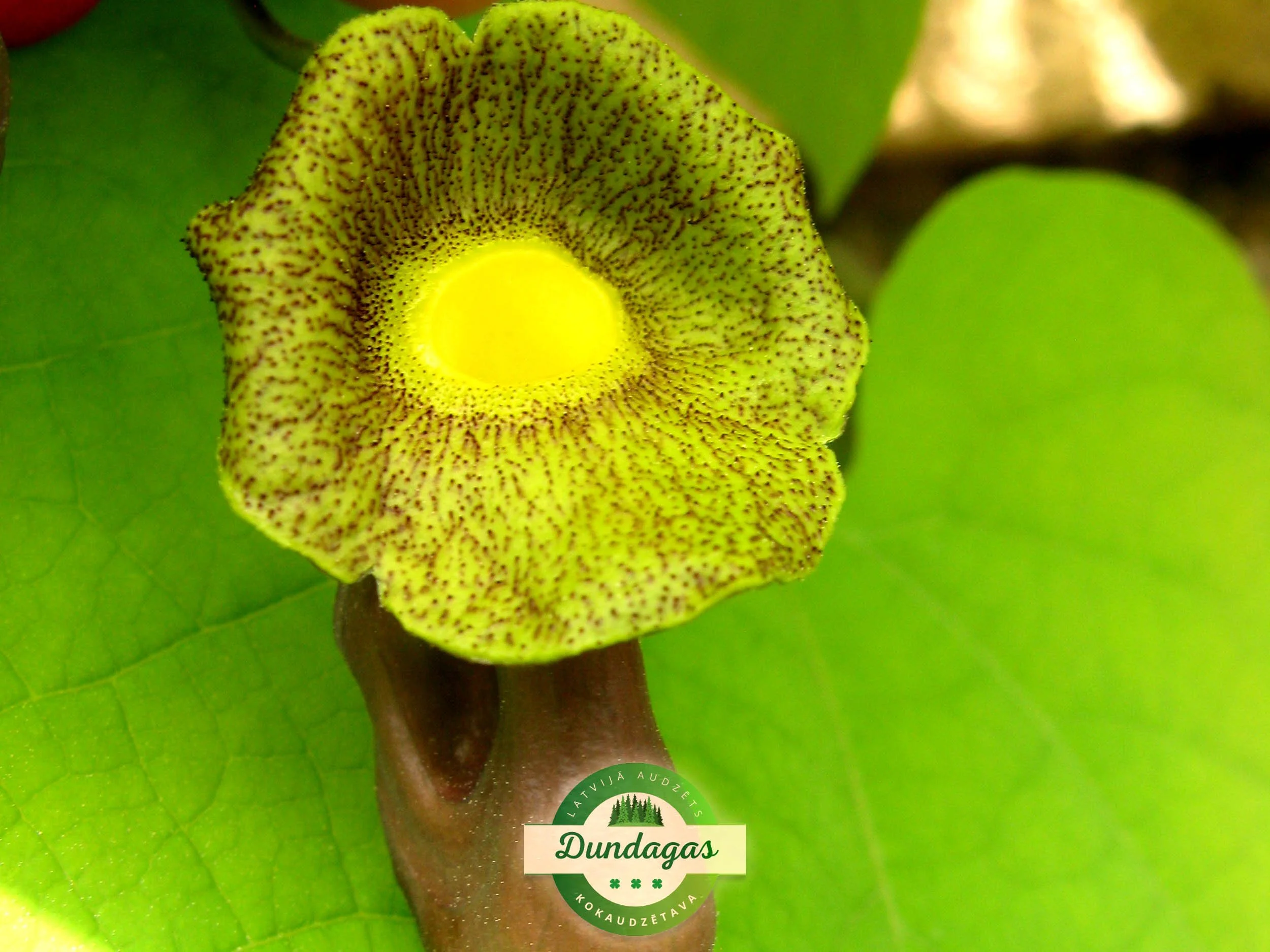Aristolohia_macrophylla_2.JPG