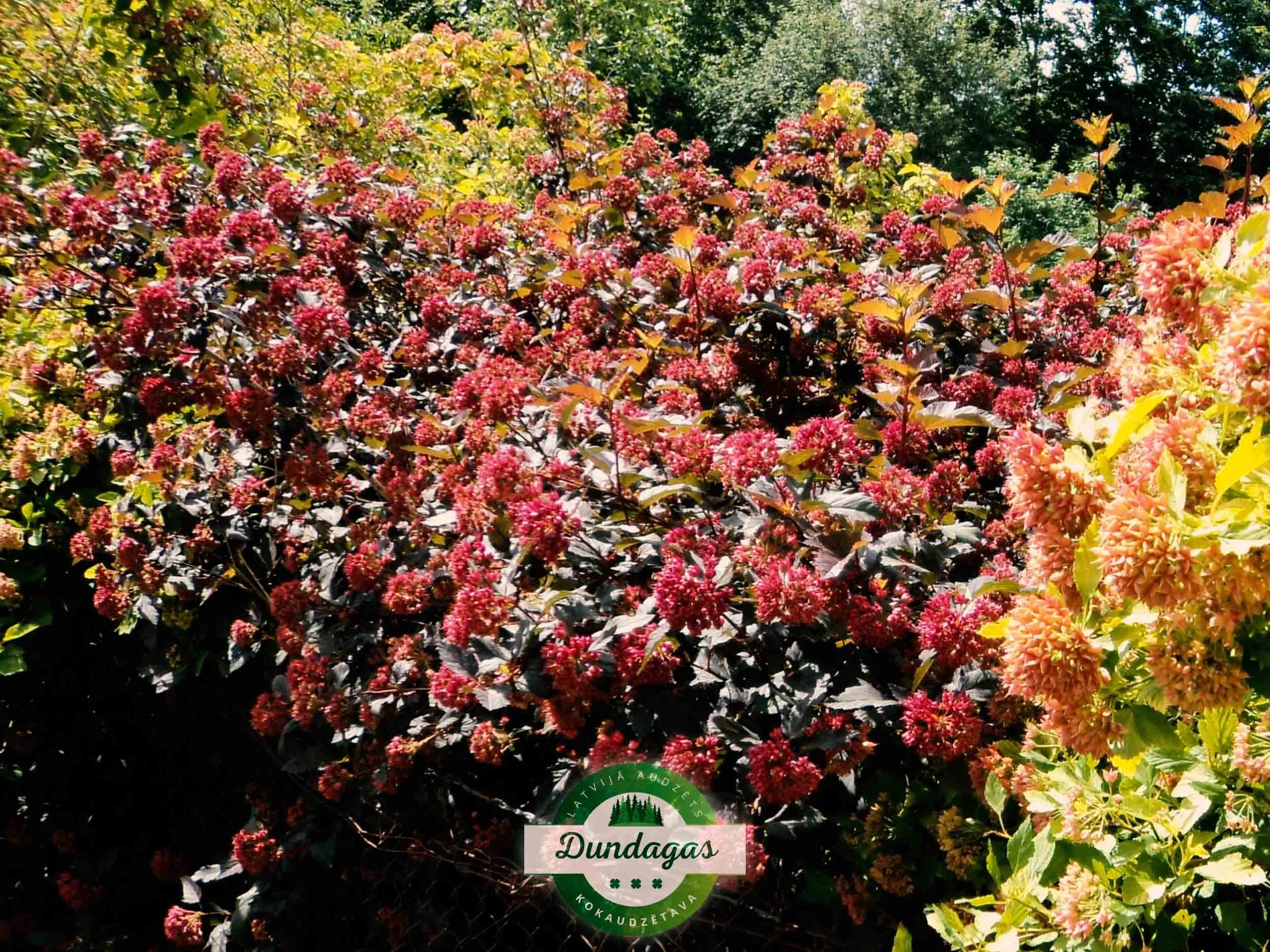 Physocarpus_opulifolius_Diabolo.jpg
