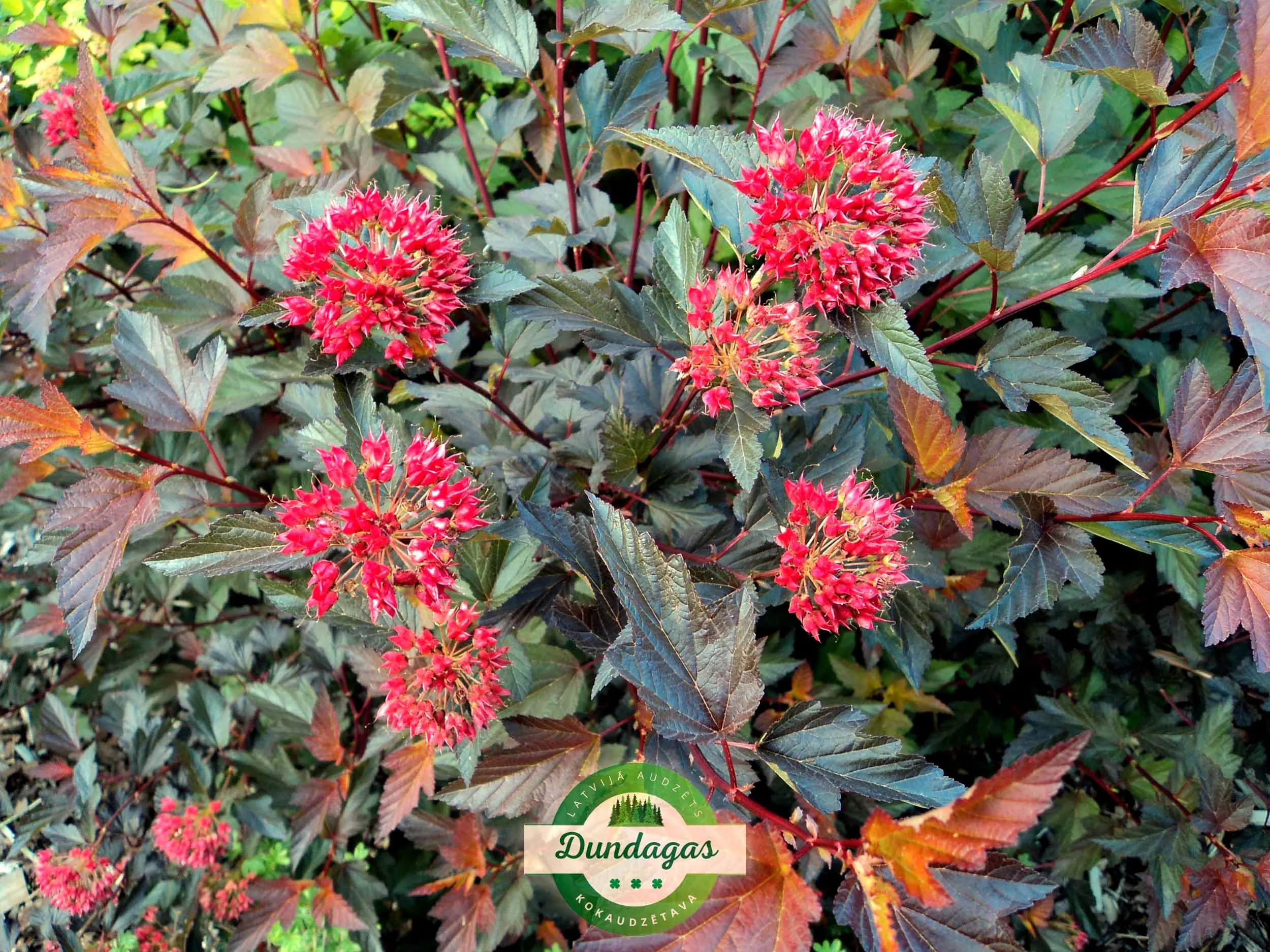 Physocarpus_opulifolius_Diable_Dor.jpg
