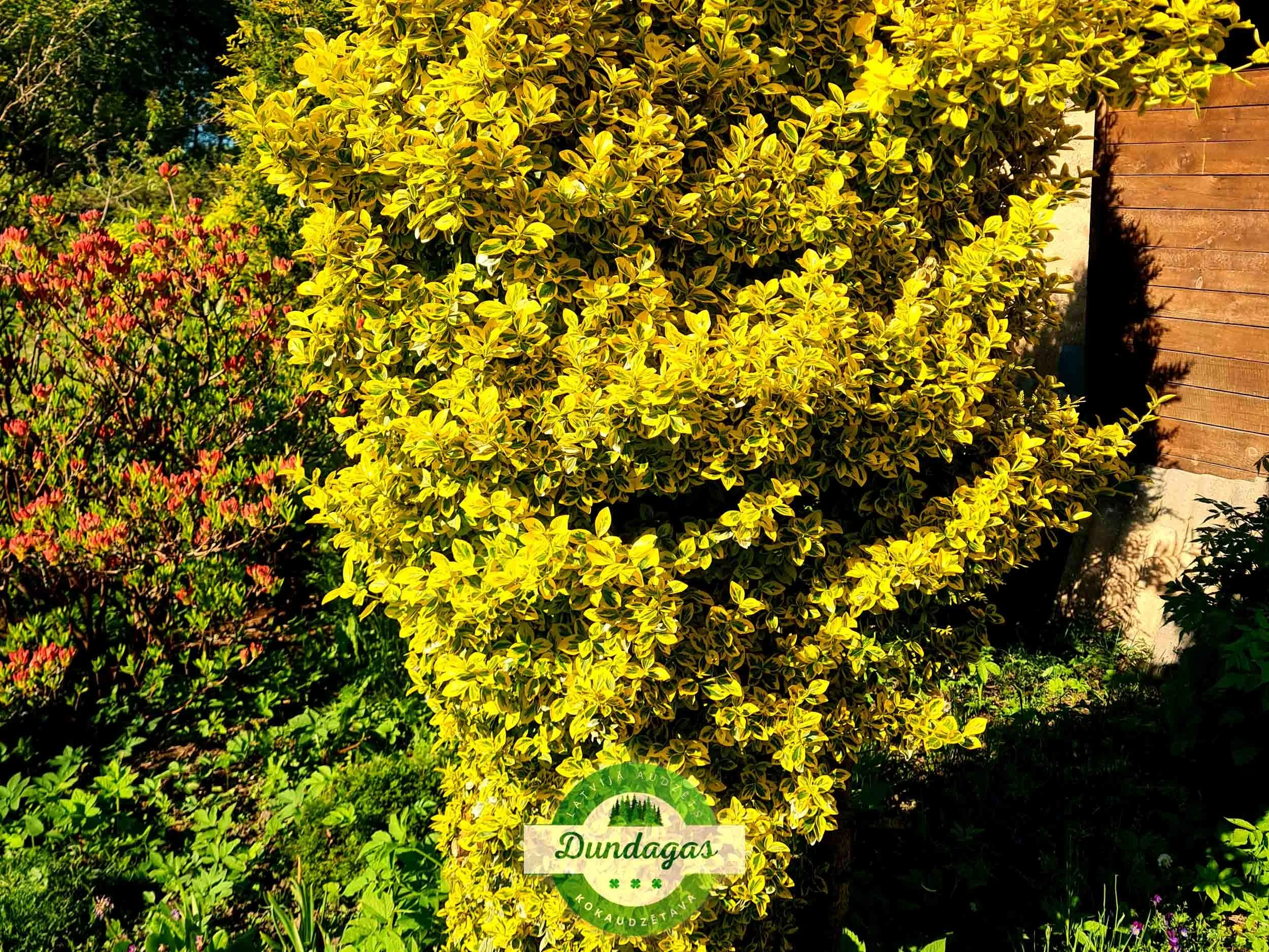 Euonymus_fortunei_Emerald_Gold_4.jpg