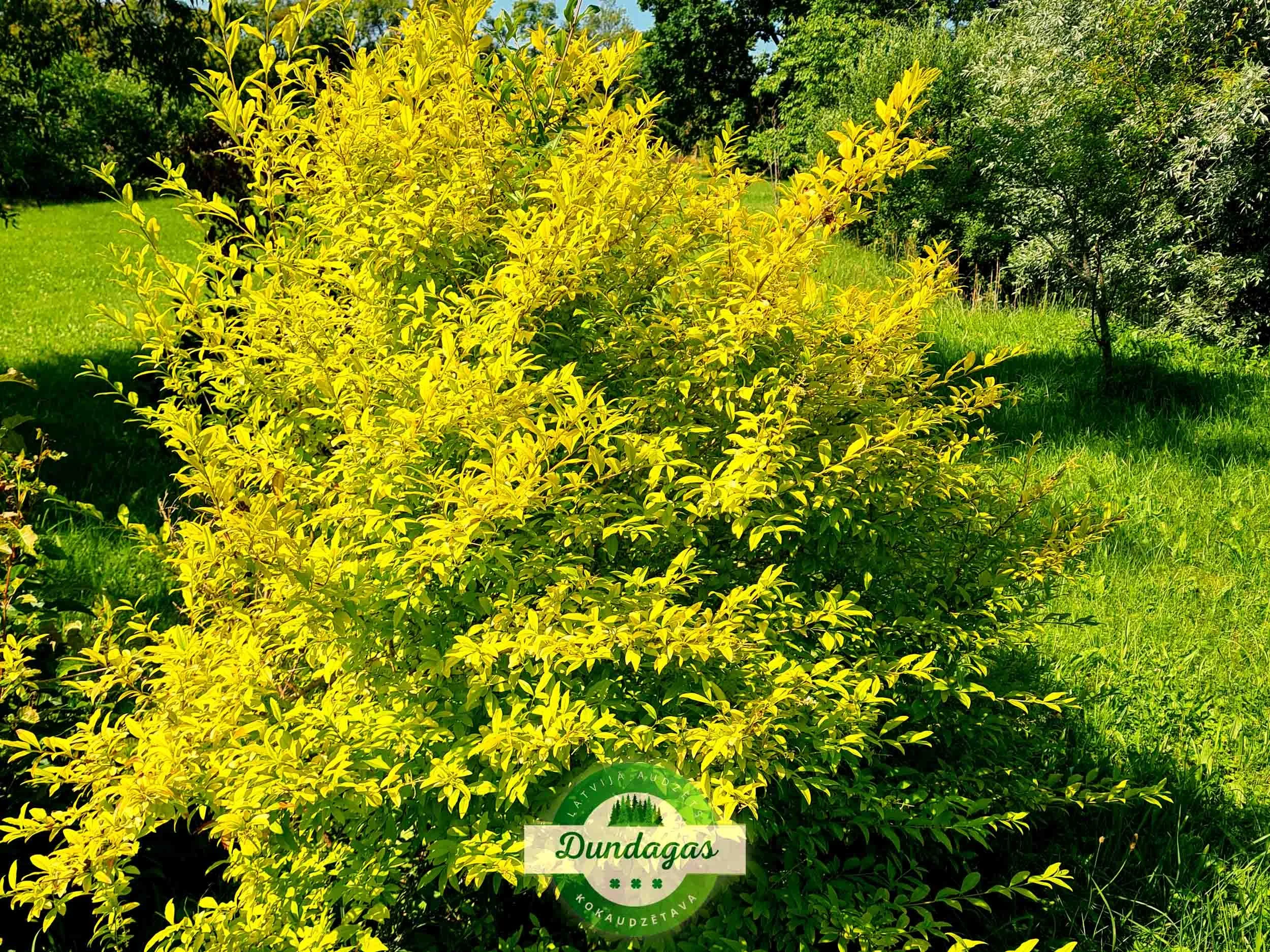 Ligustrum_vulgare_Aurea_1.jpg