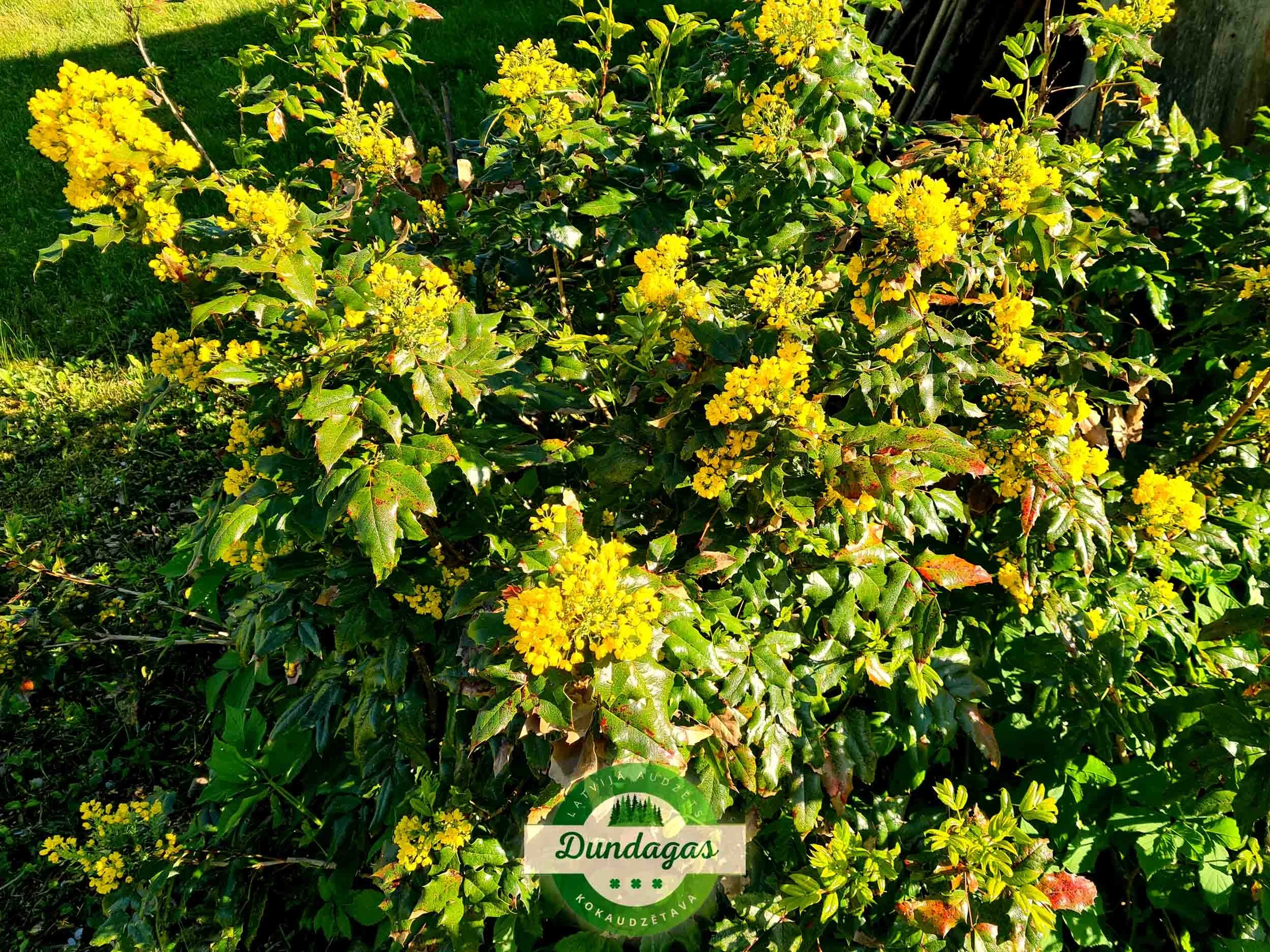 Mahonia_aquafolium_2.jpg