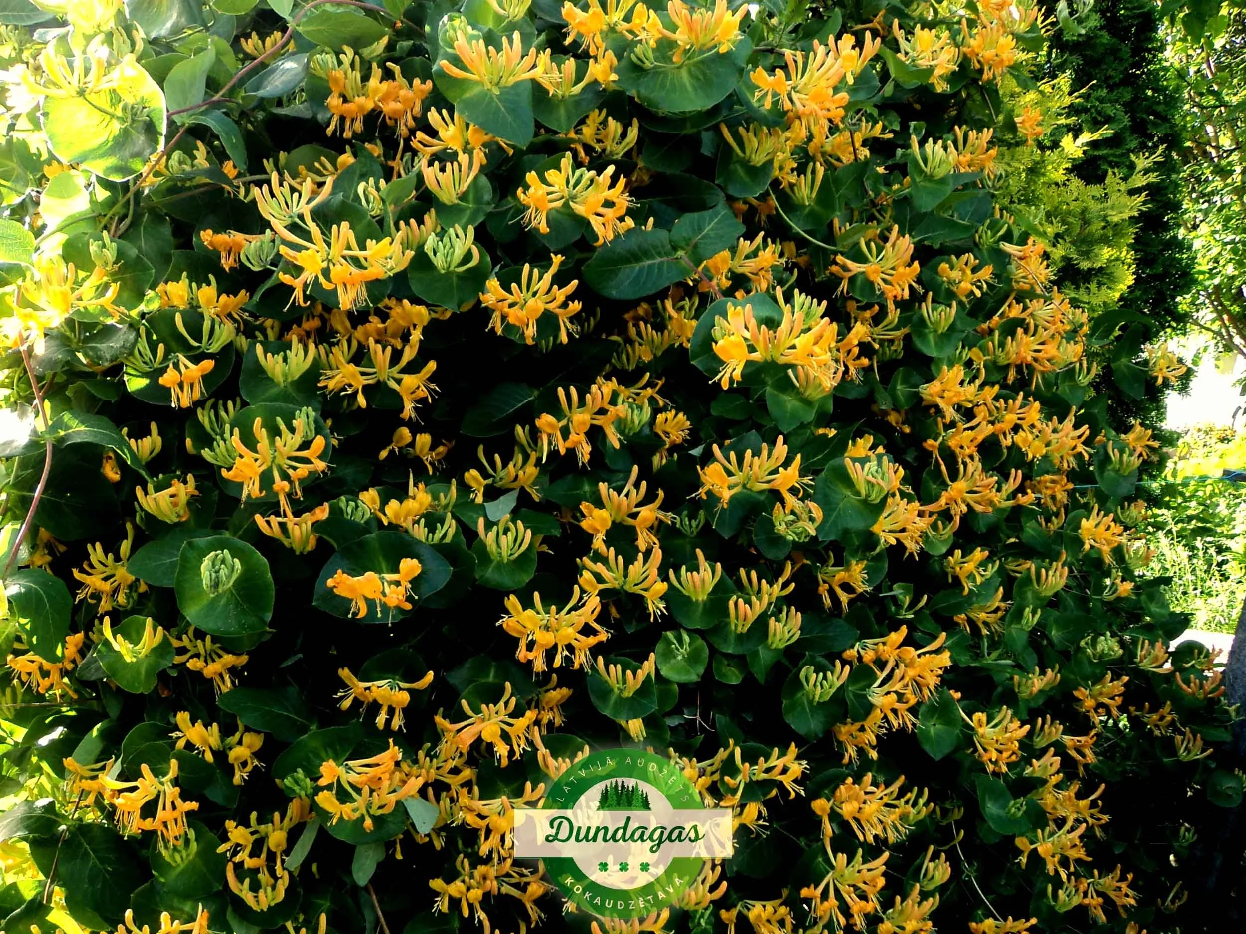 Lonicera_tellmanniana.jpg