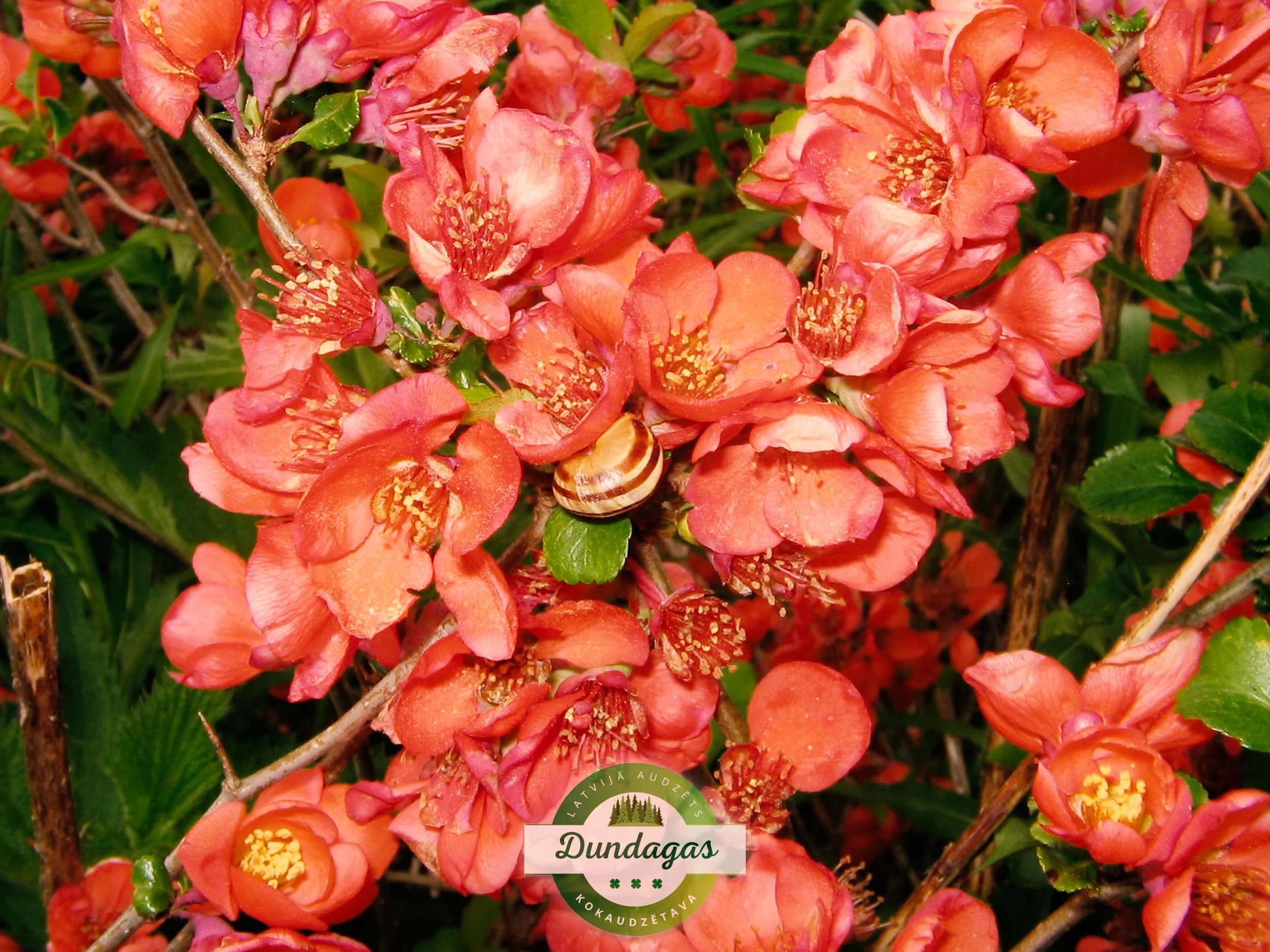 Chaenomeles_japonica_2.jpg