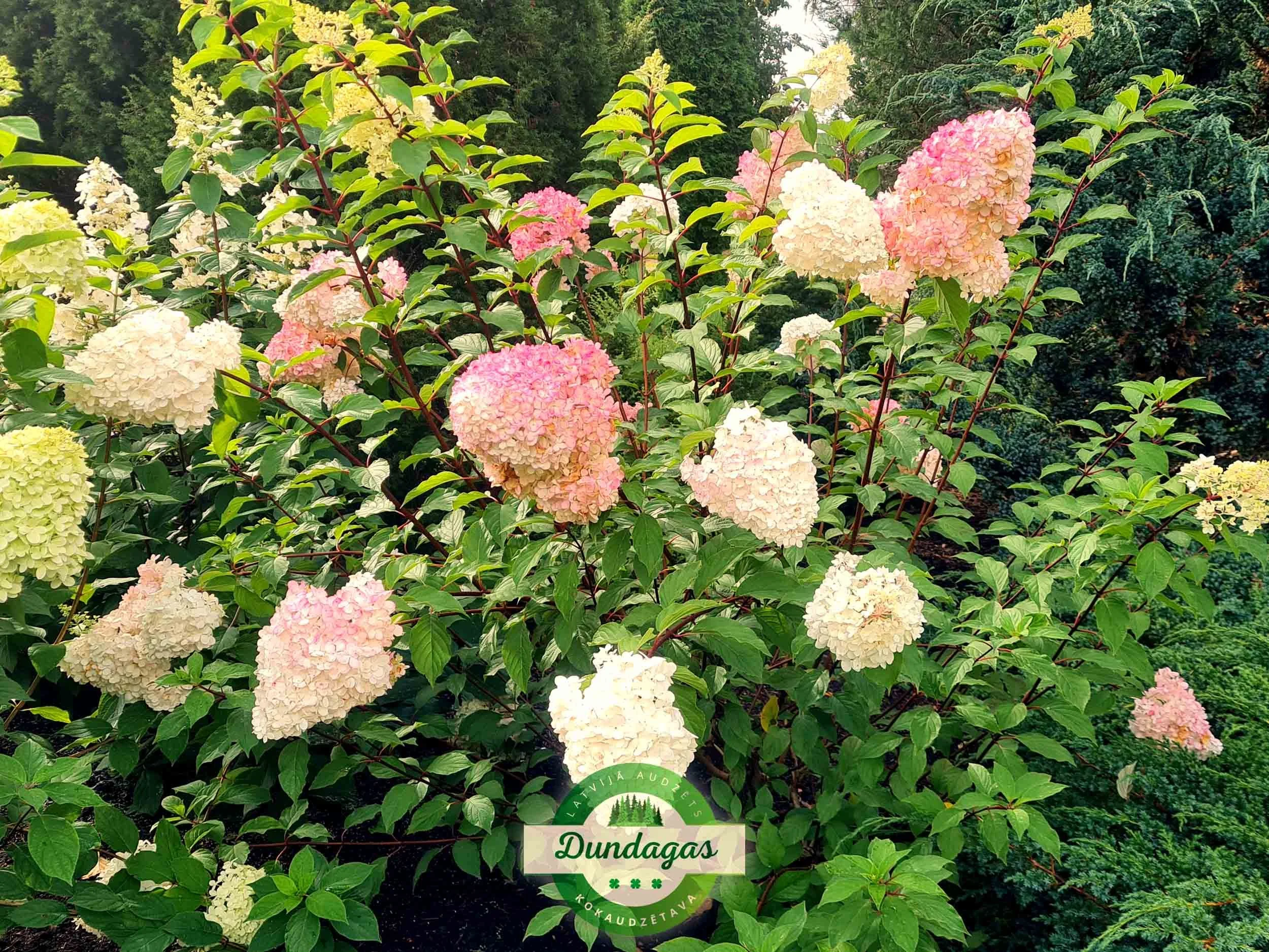 Hydrangea_paniculata_Vanilla_Fraise_1.jpg