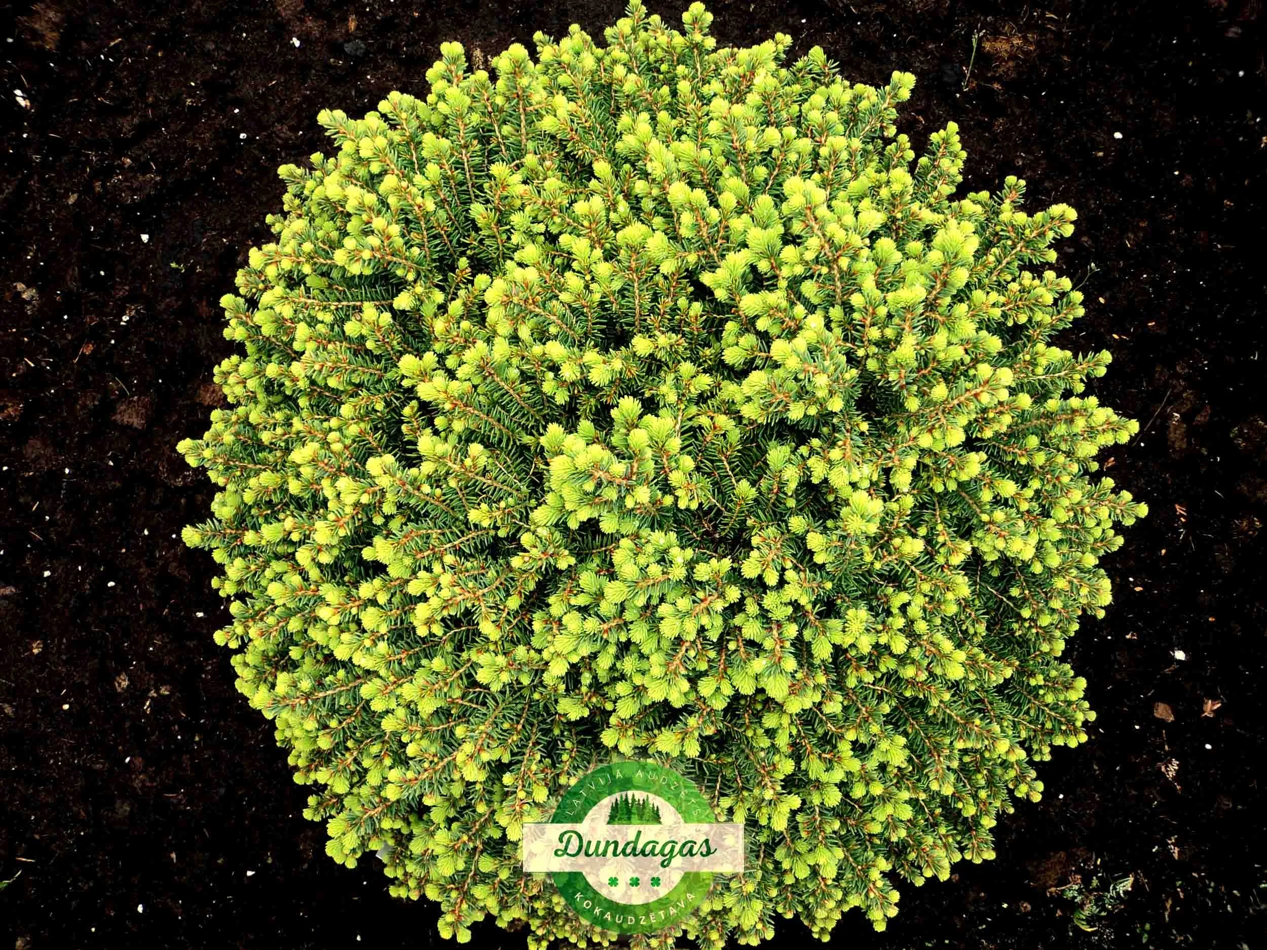 Picea_abies_Little_Gem.jpg