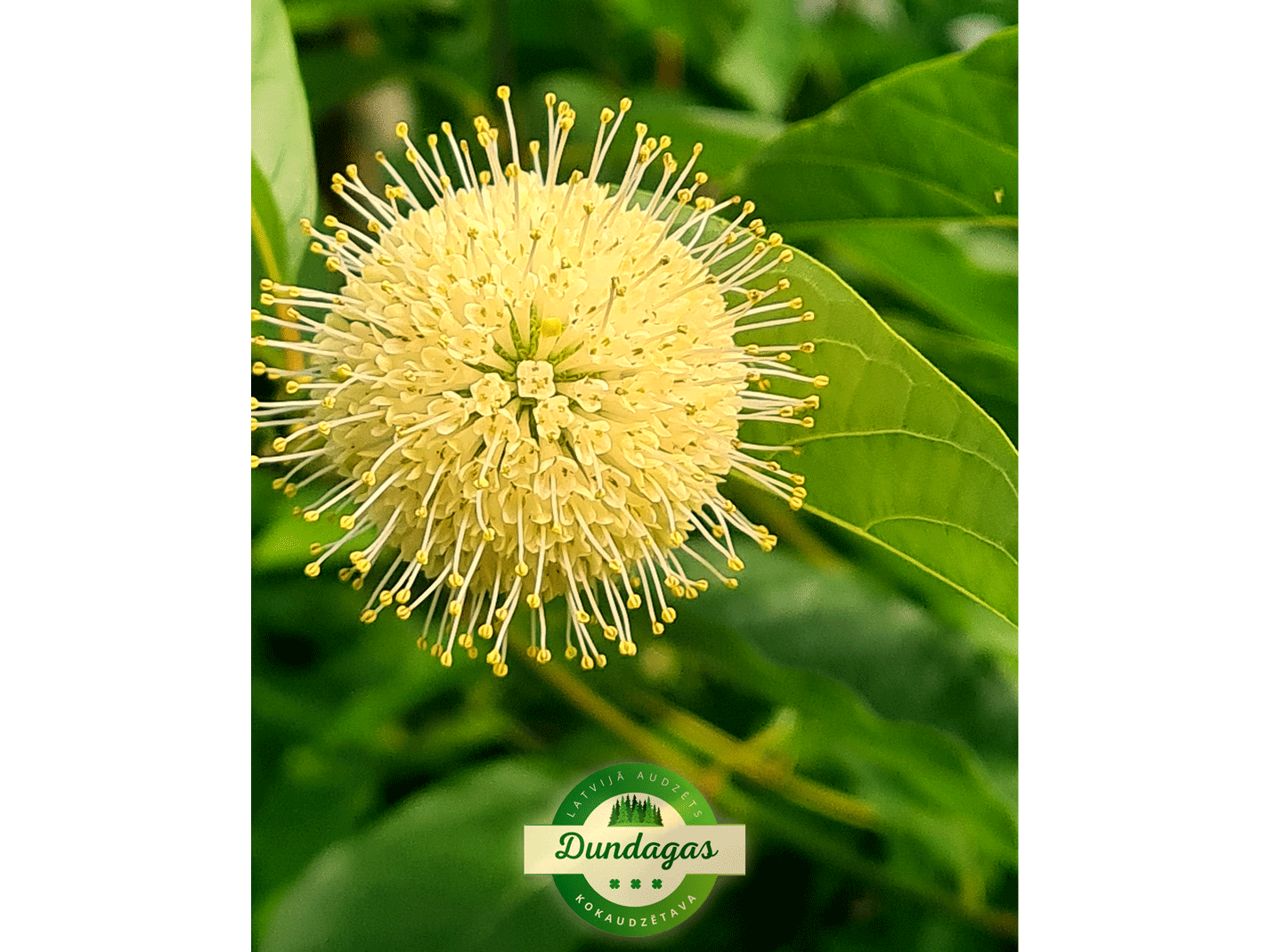 Cephalanthus_occidentalis_1.png