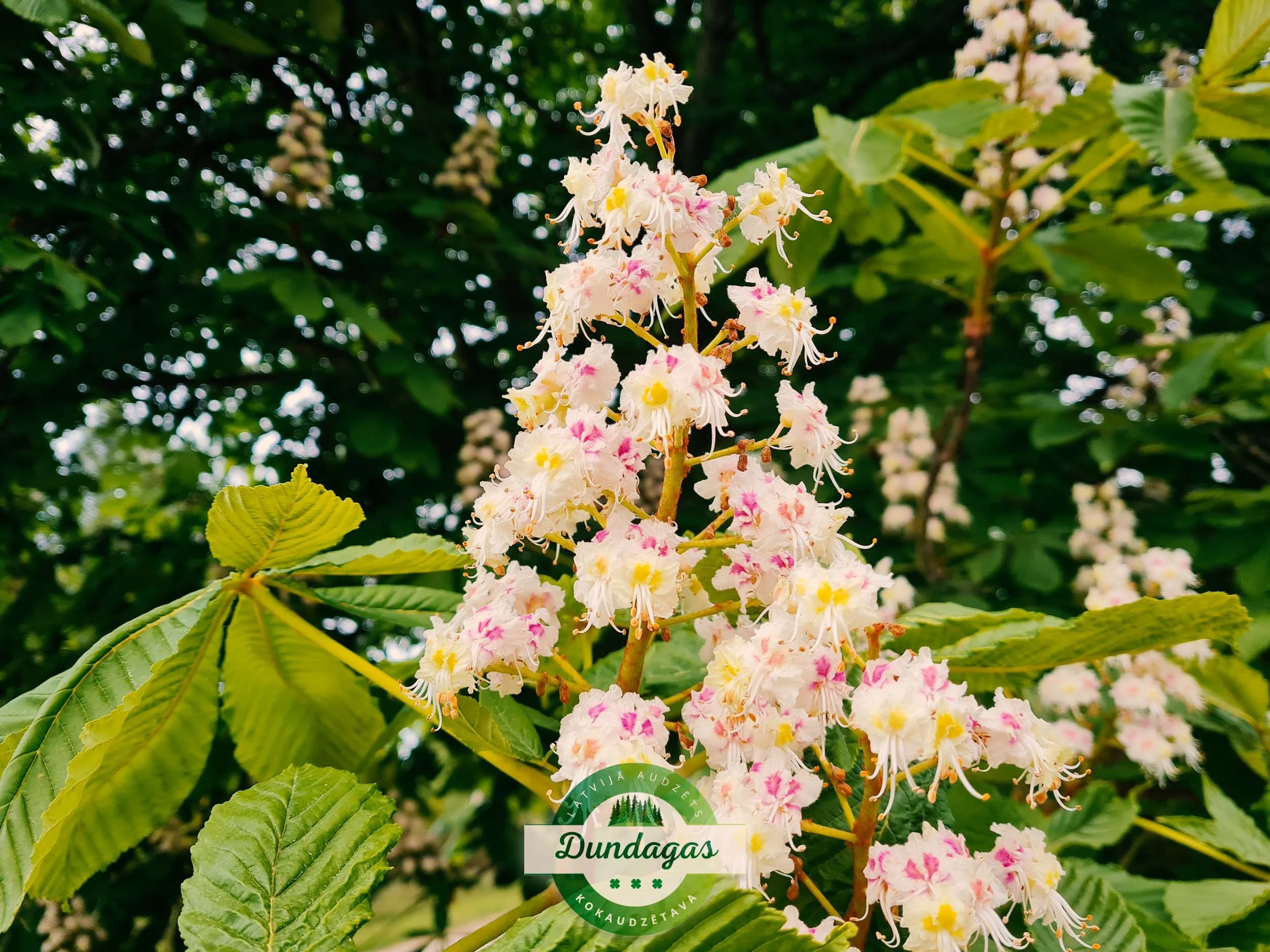 Aesculus_hippocastanum_2.jpg
