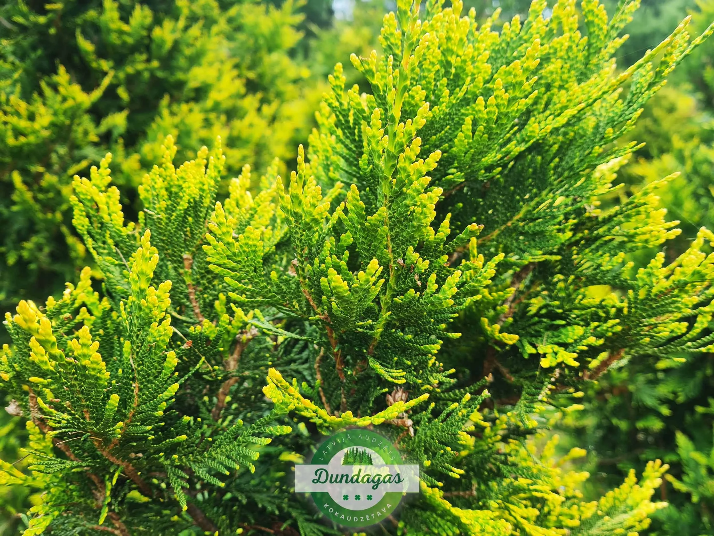 Thuja_occidentalis_Semperaurea_2.jpg