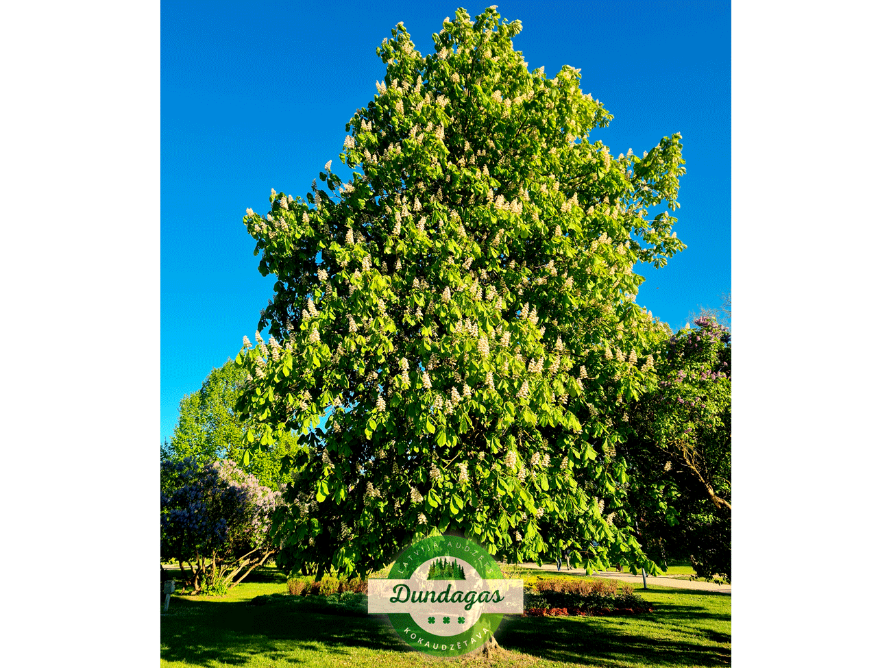 Aesculus_hippocastanum_1.png