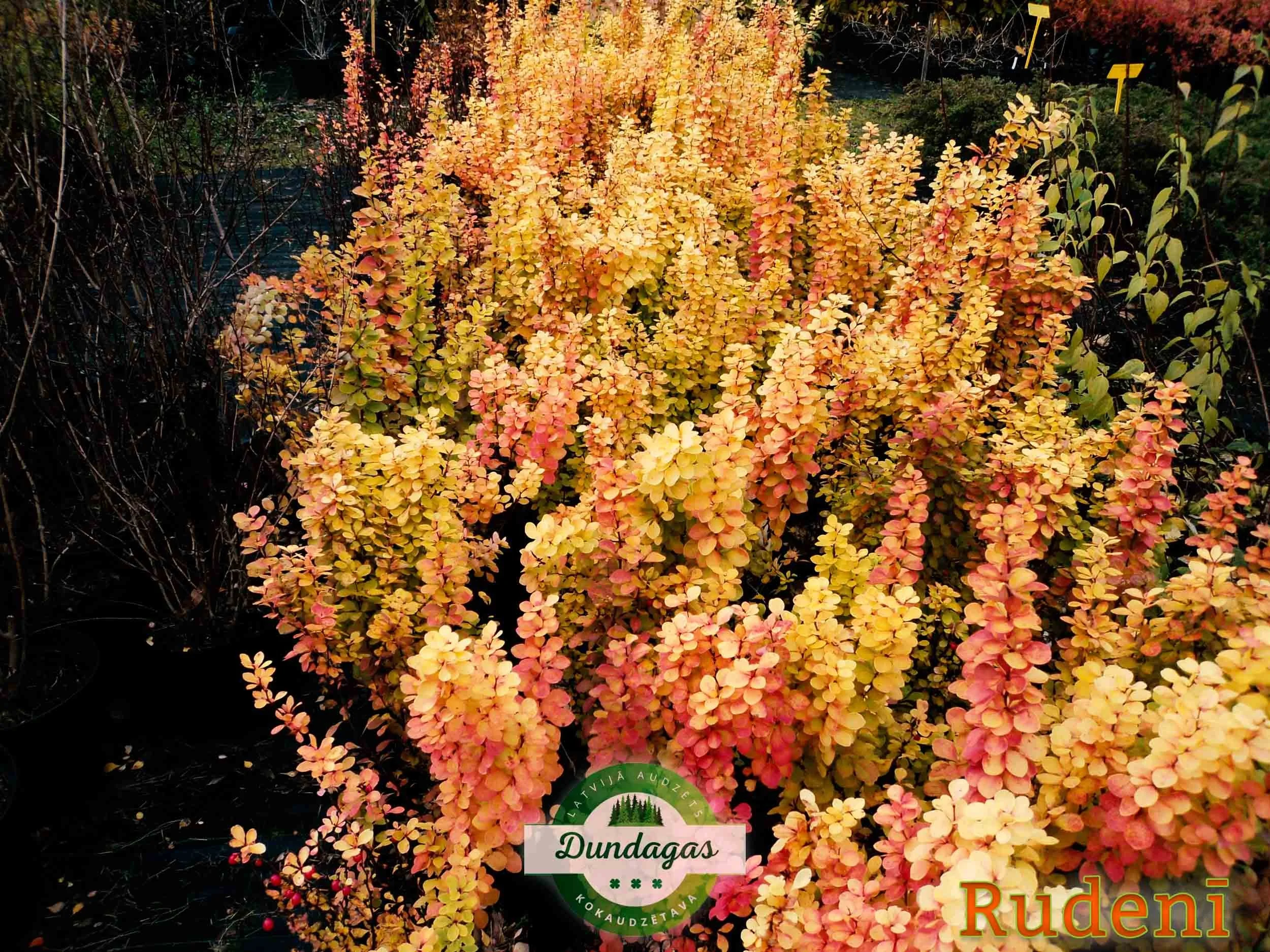 berberis_thunbergii_Golden_Torch_rudeni.jpg