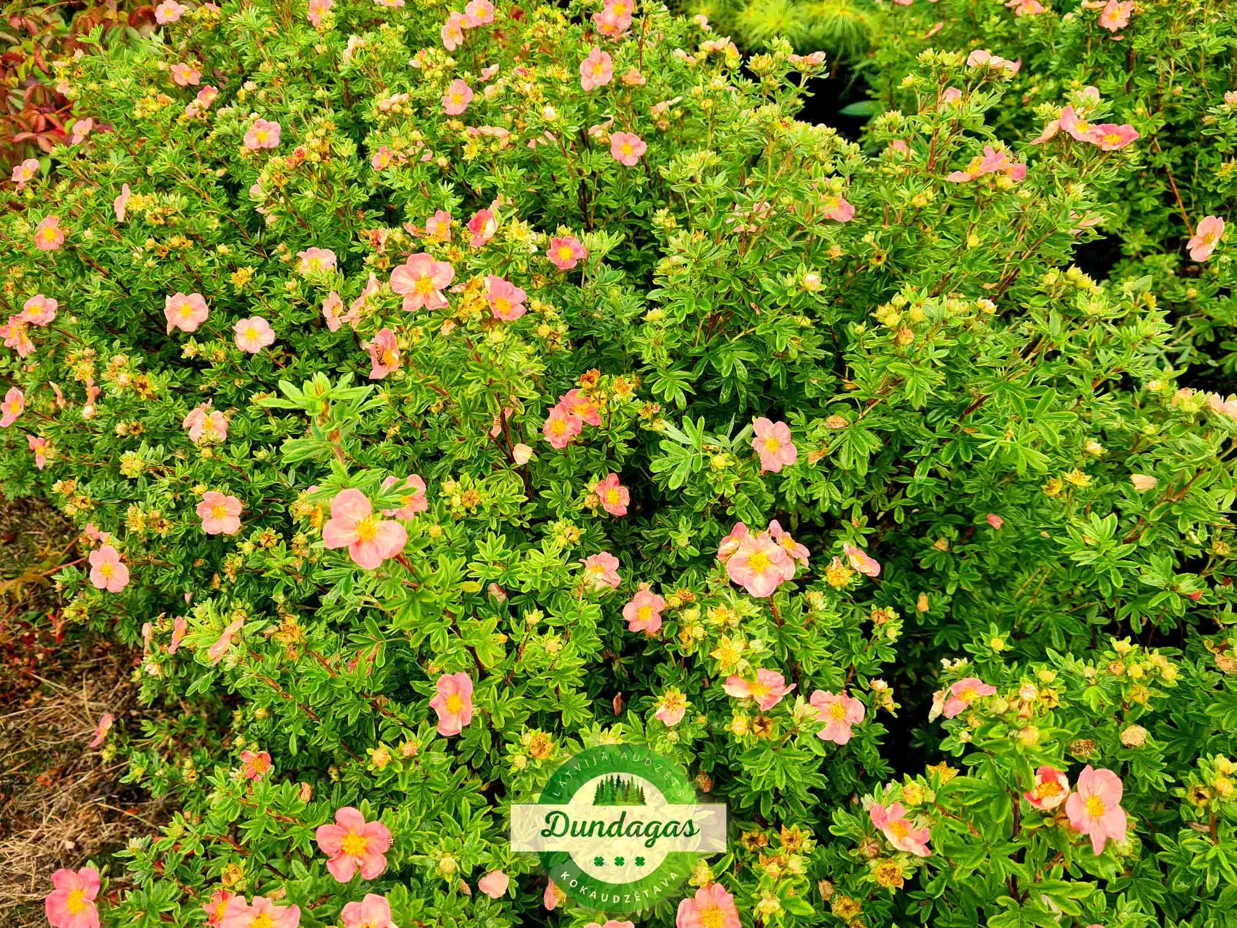 Potentilla_fruticosa_Grace_Darling.jpg