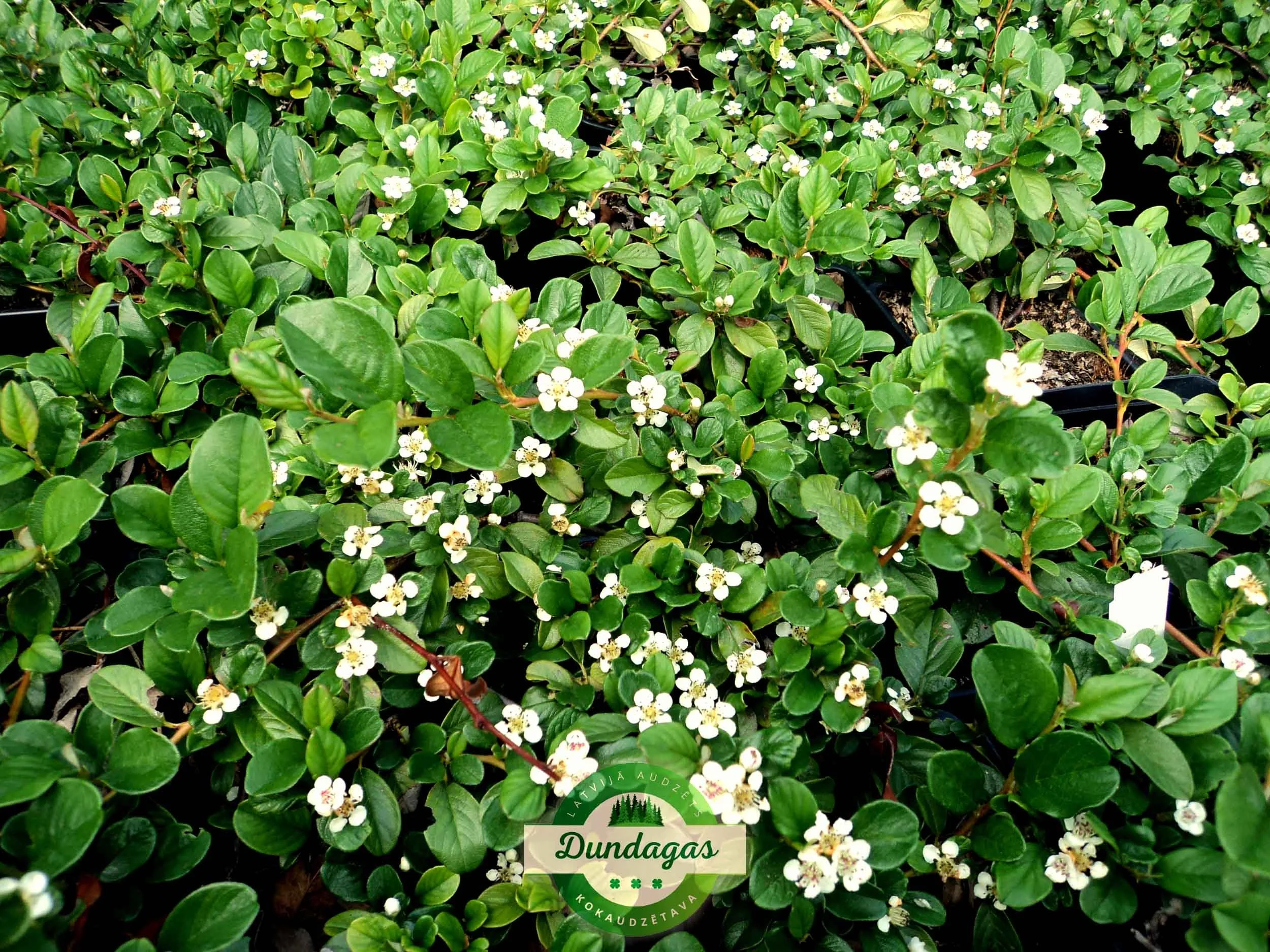 Cotoneaster_dammeri_1.jpg