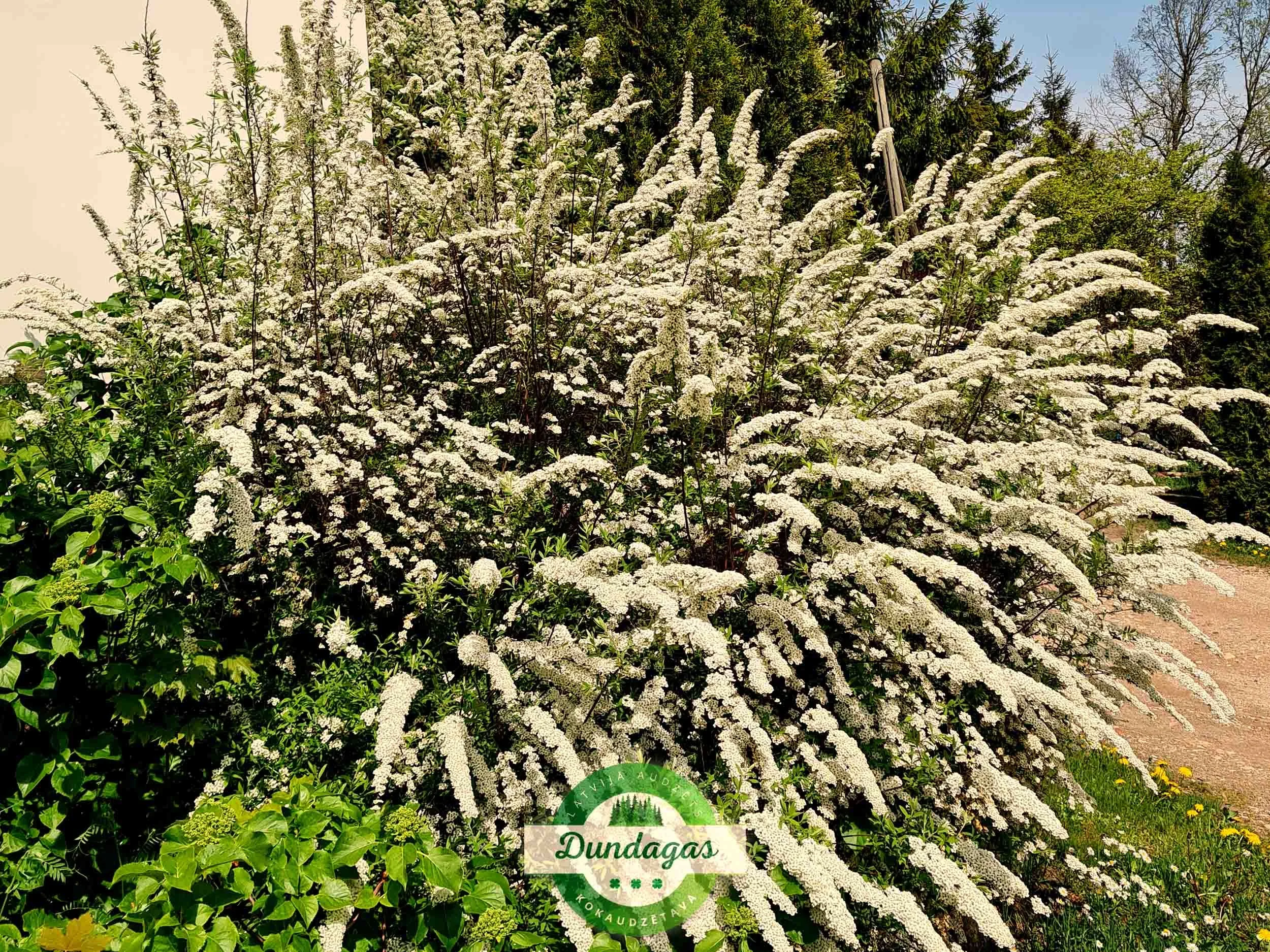 Spiraea_cinerea_Grefsheim_1.jpg
