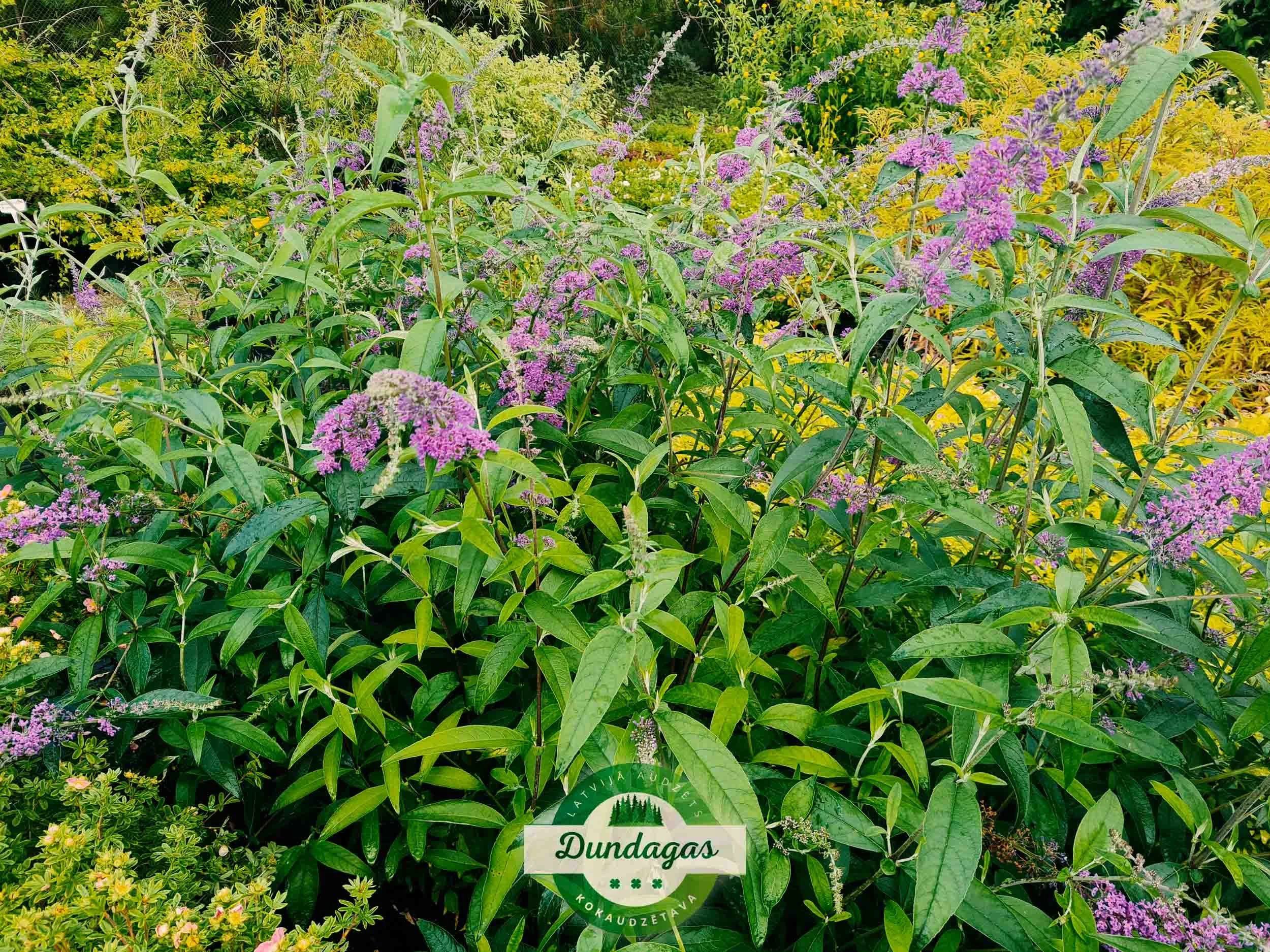 Buddleia_davidii_1.jpg