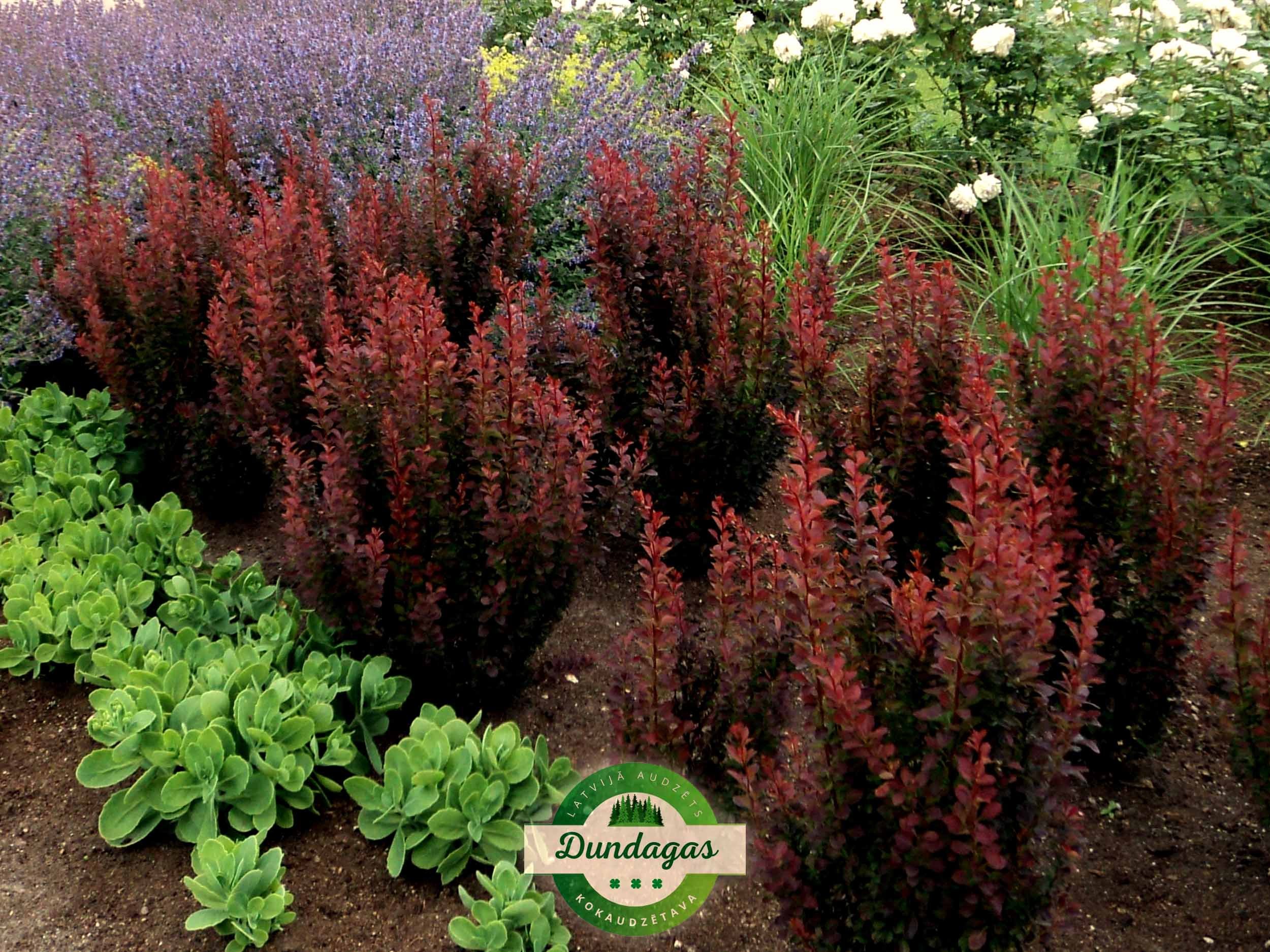 Berberis_thunbergii_RedPillar_2.jpg
