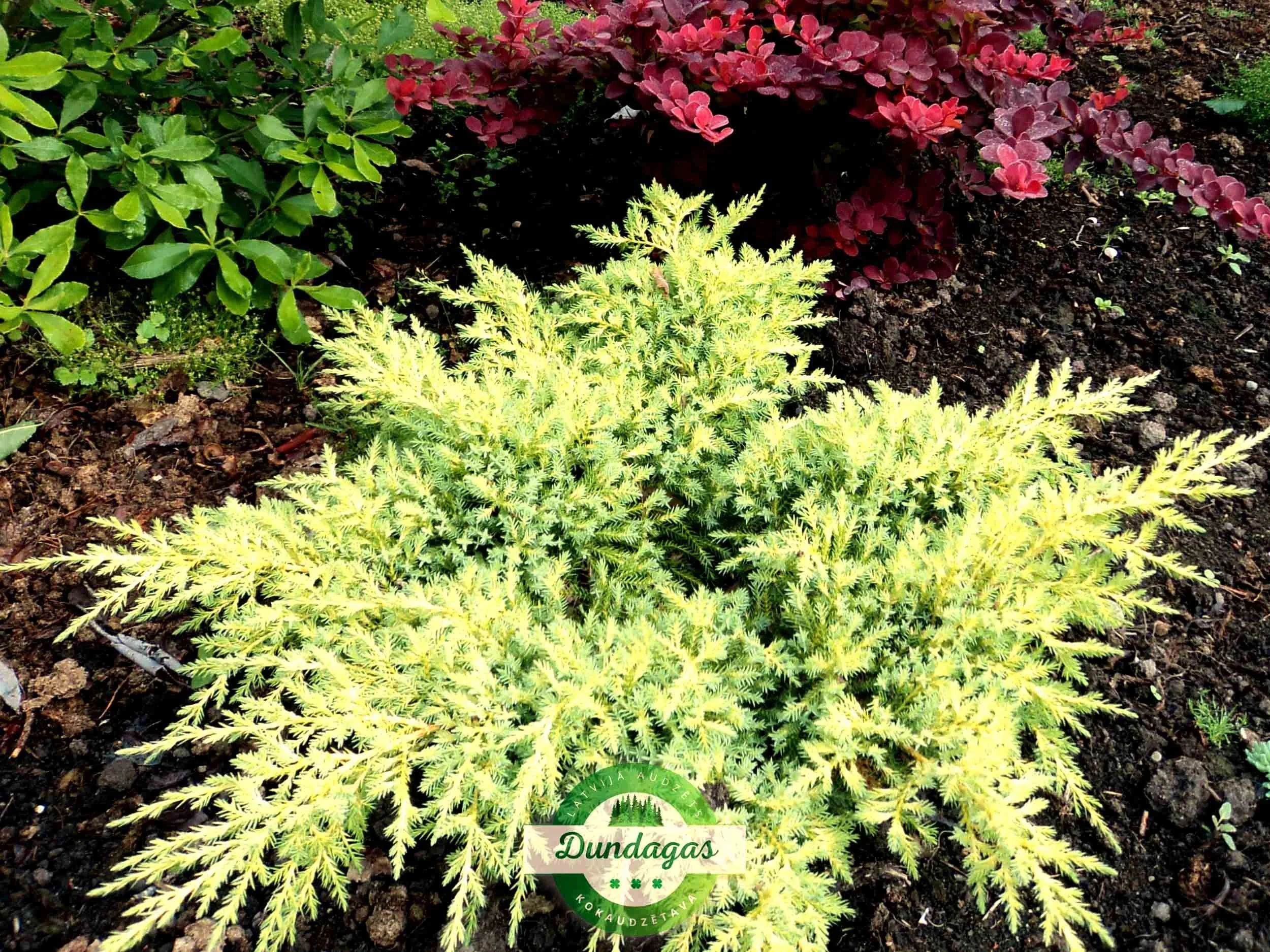 Juniperus_media_Goldkissen_1.jpg