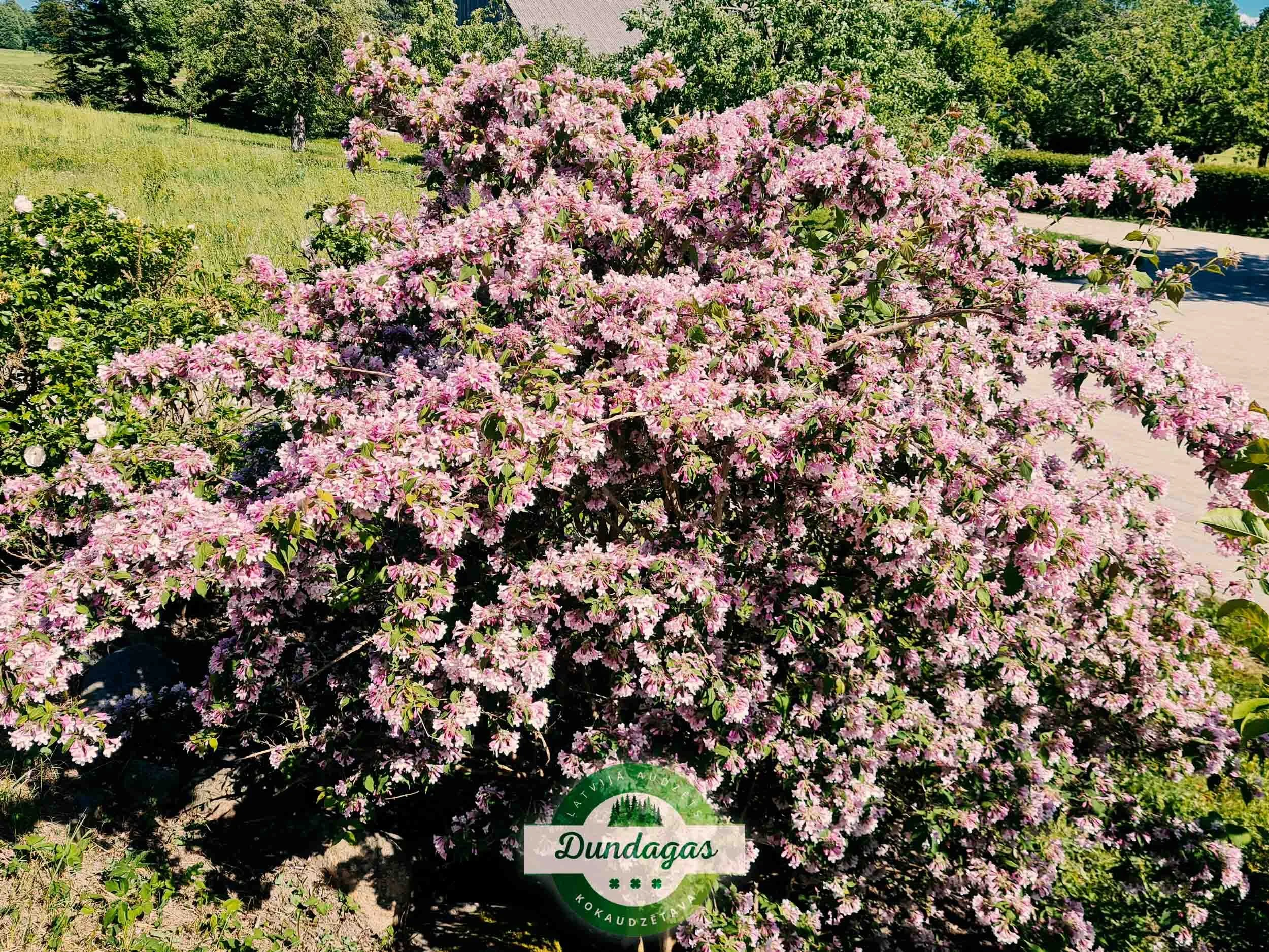 Kolkwitzia_amabilis_1.jpg
