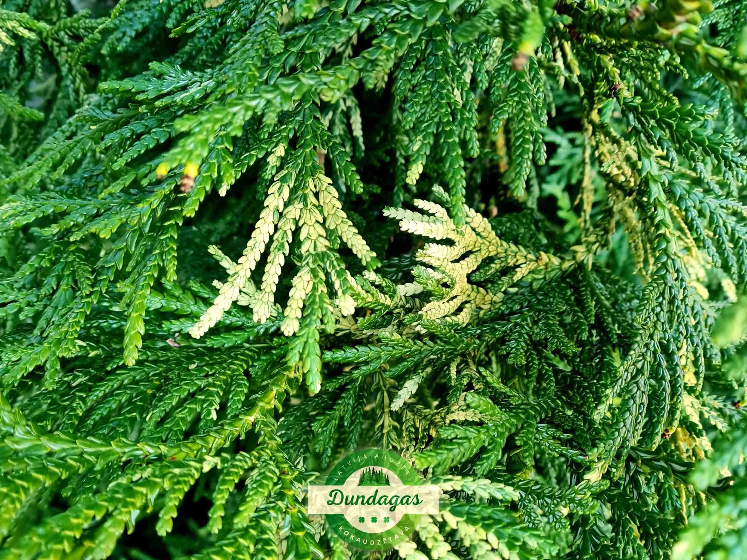 Thujopsis_dolobrata_Variegata_2.jpg