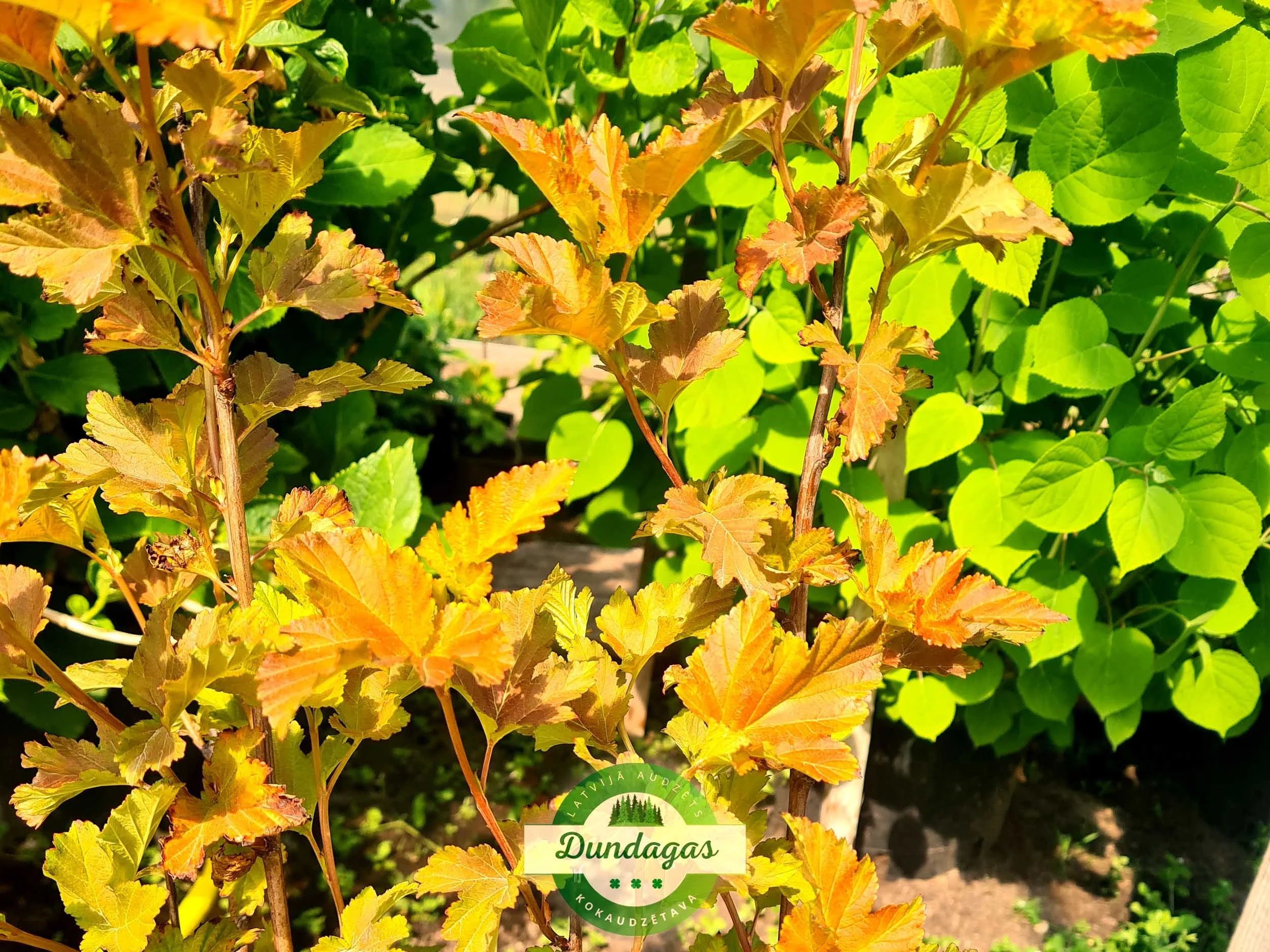 Physocarpus_opulifolius_Amber_Jubilee.jpg