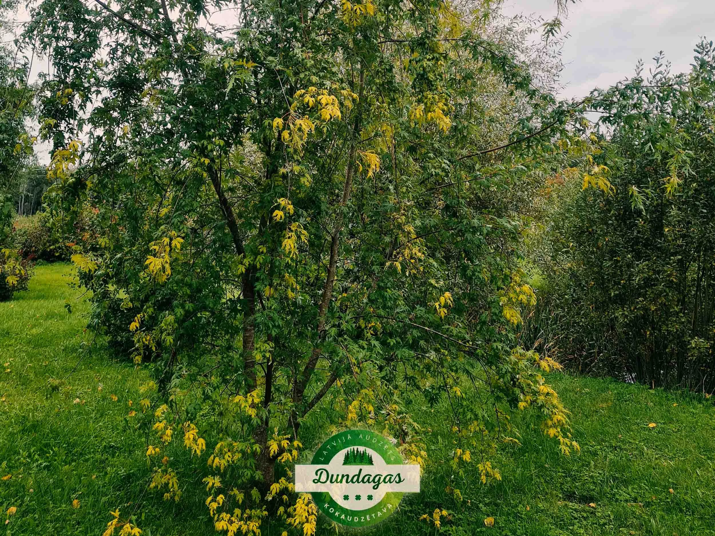 Acer_saccharinum_Wierii_1.jpg