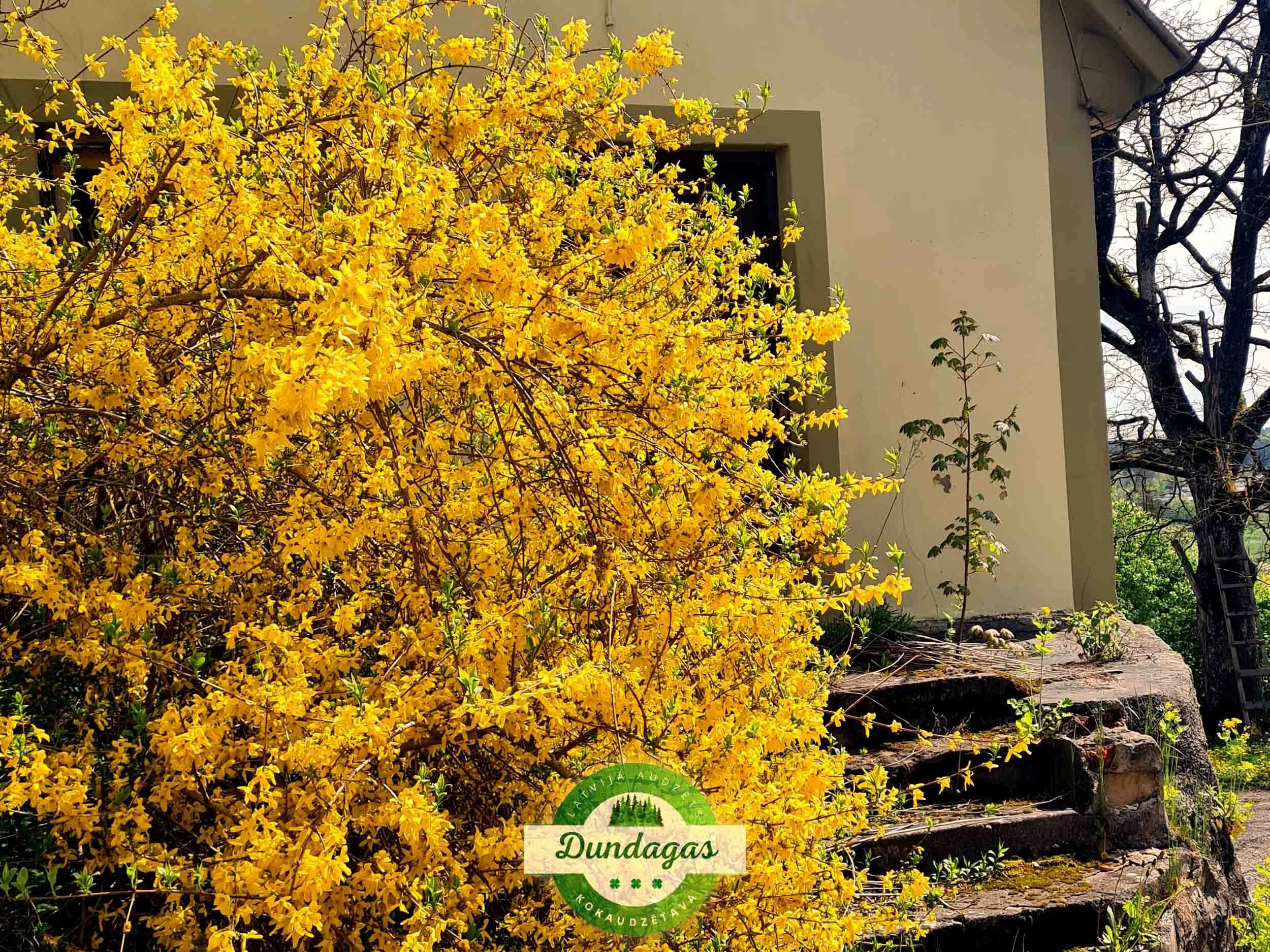 Forsythia_intermedia_3.jpg