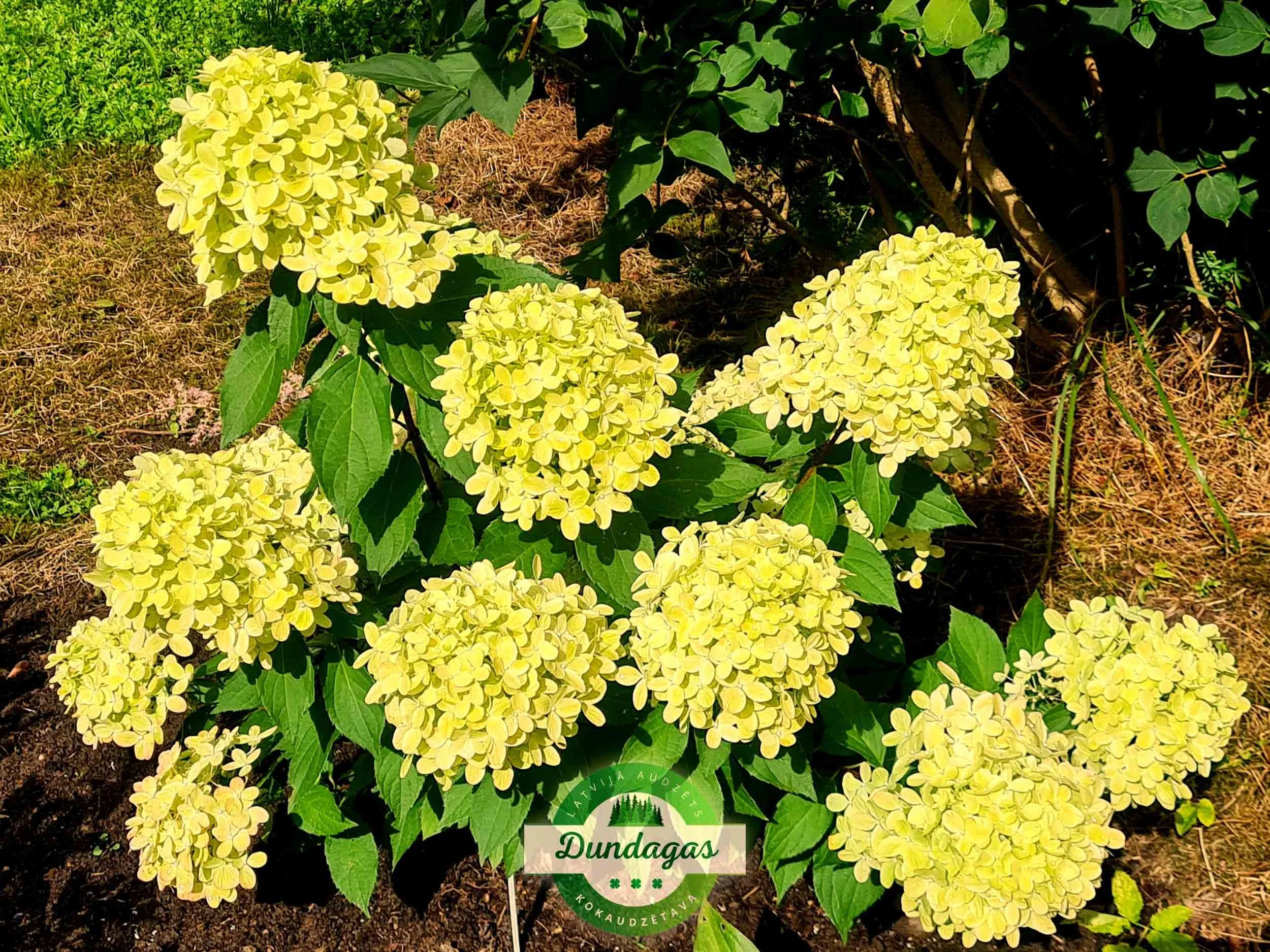 Hydrangea_paniculata_Hercules_2.jpg