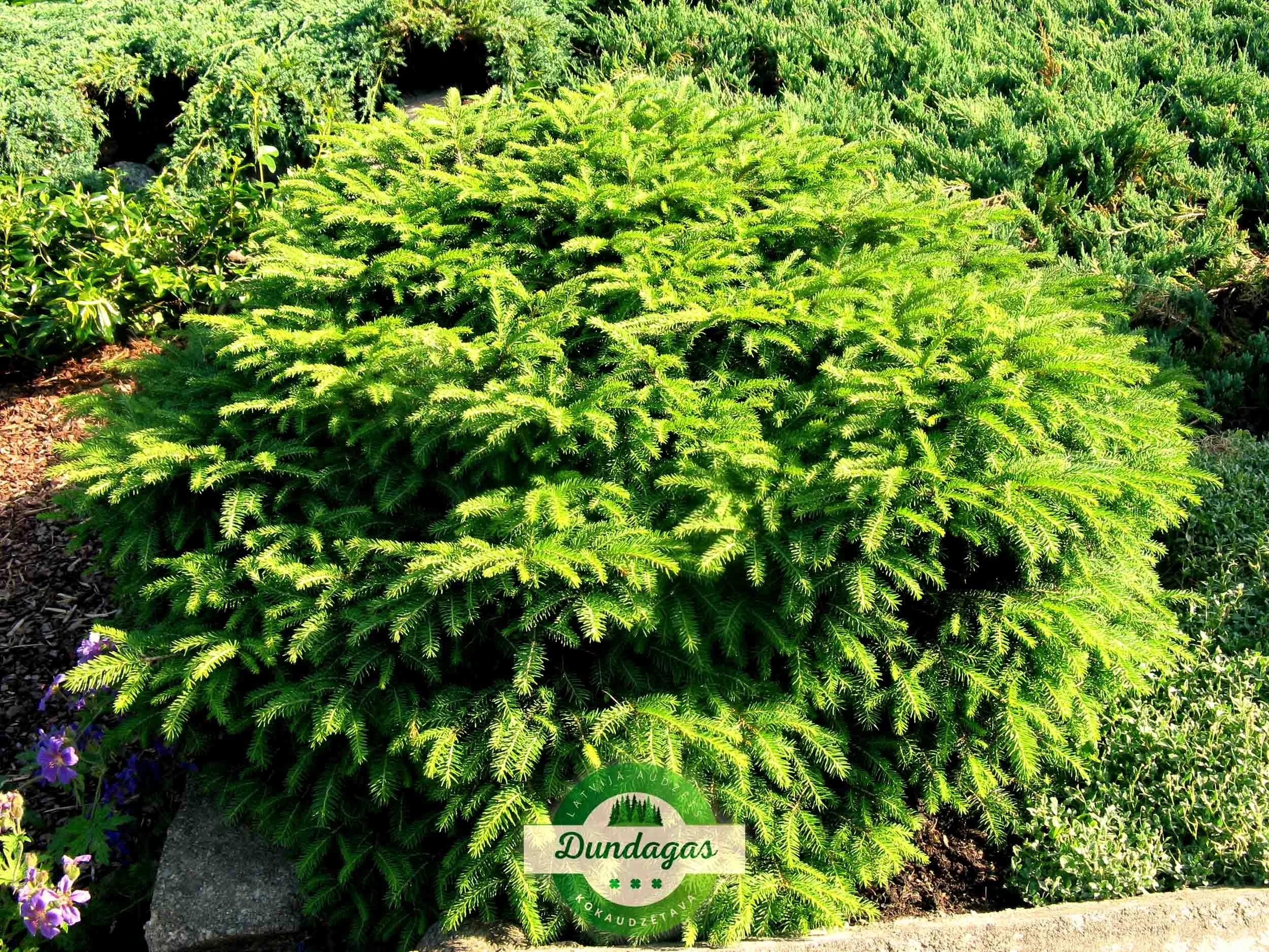 Picea_abies_Nidiformis_1.jpg