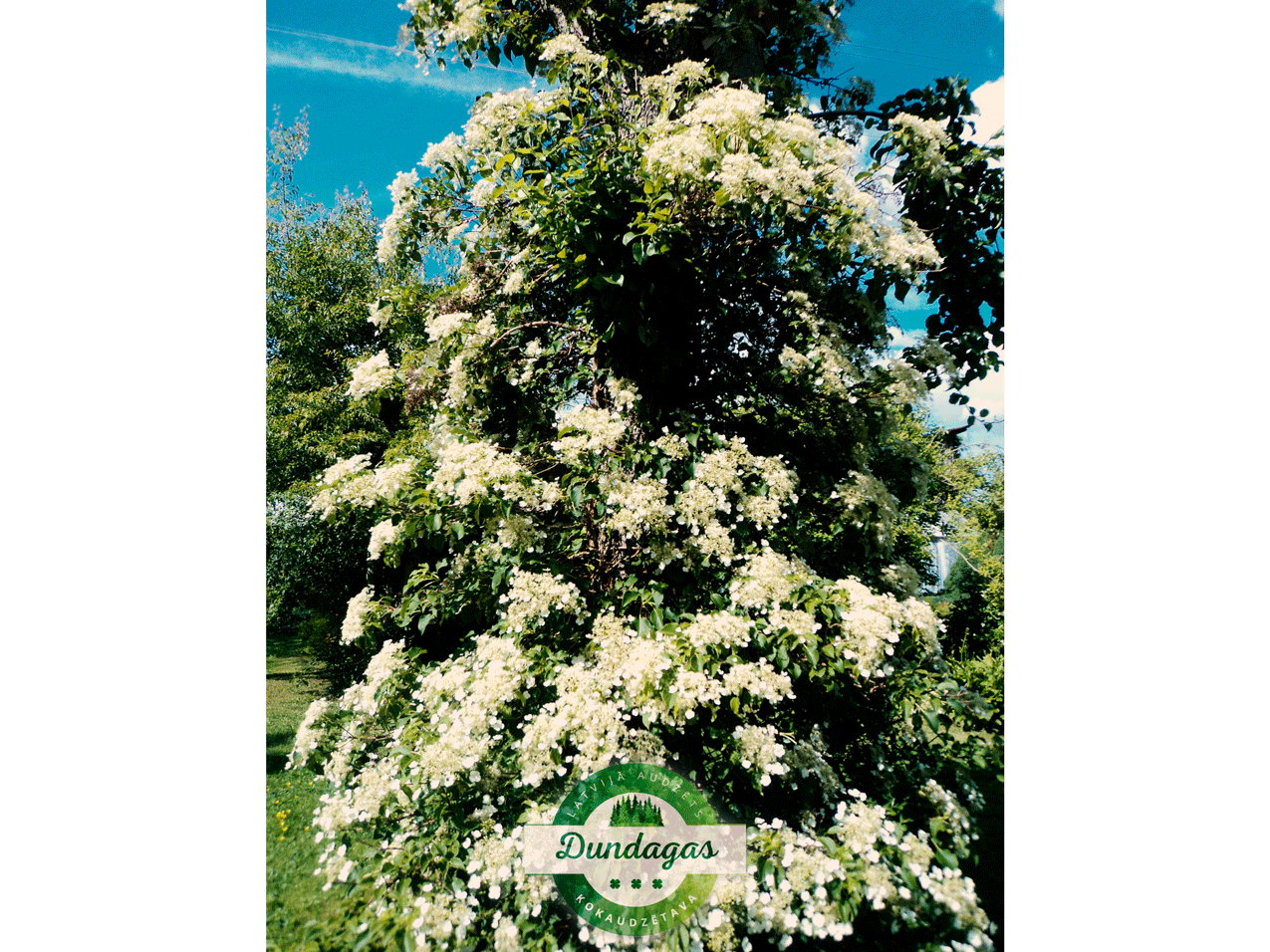 Calyptranthe_petiolaris_2.png