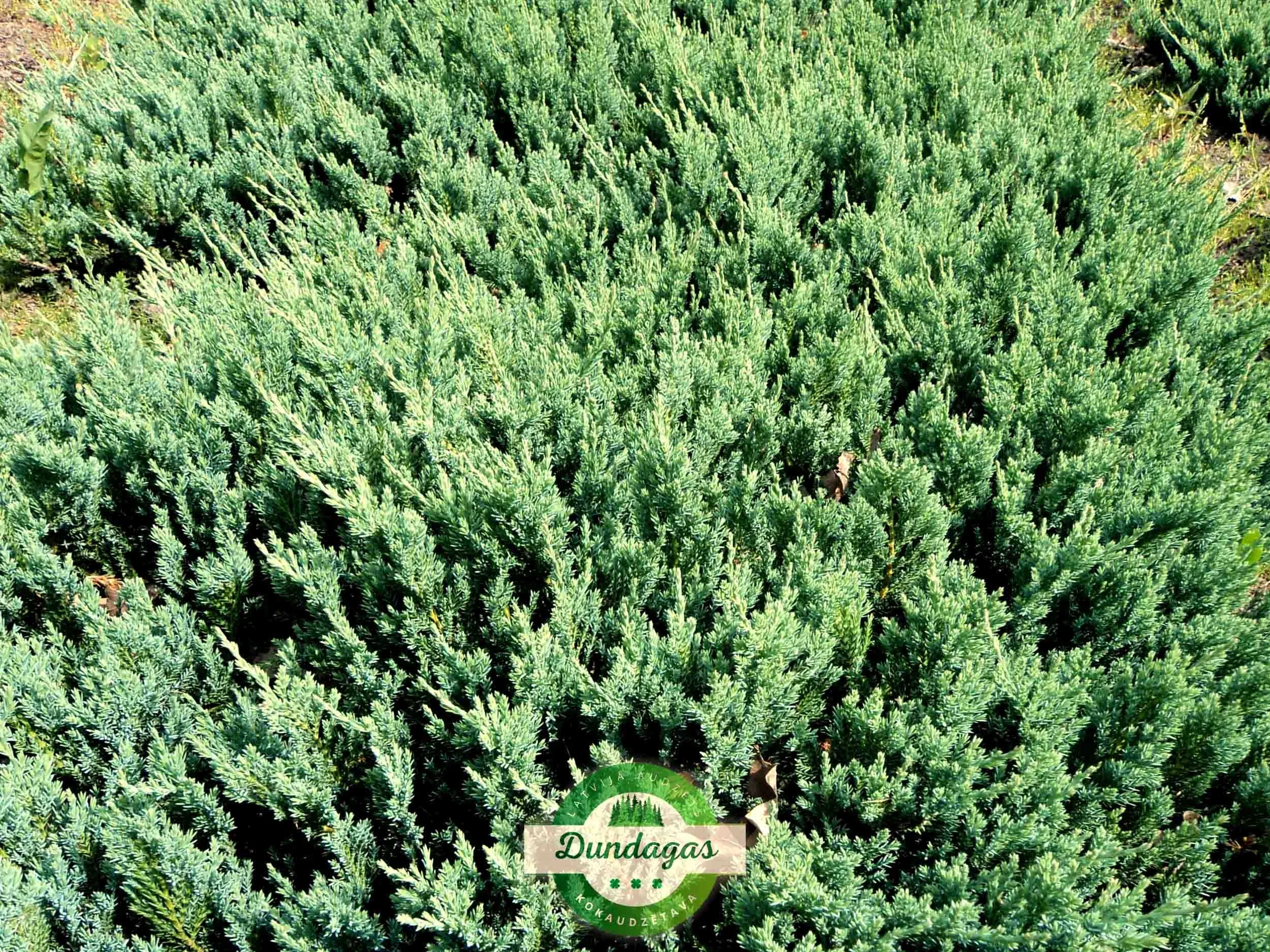 Juniperus_horizontalis_Blue_Moon_1.jpg