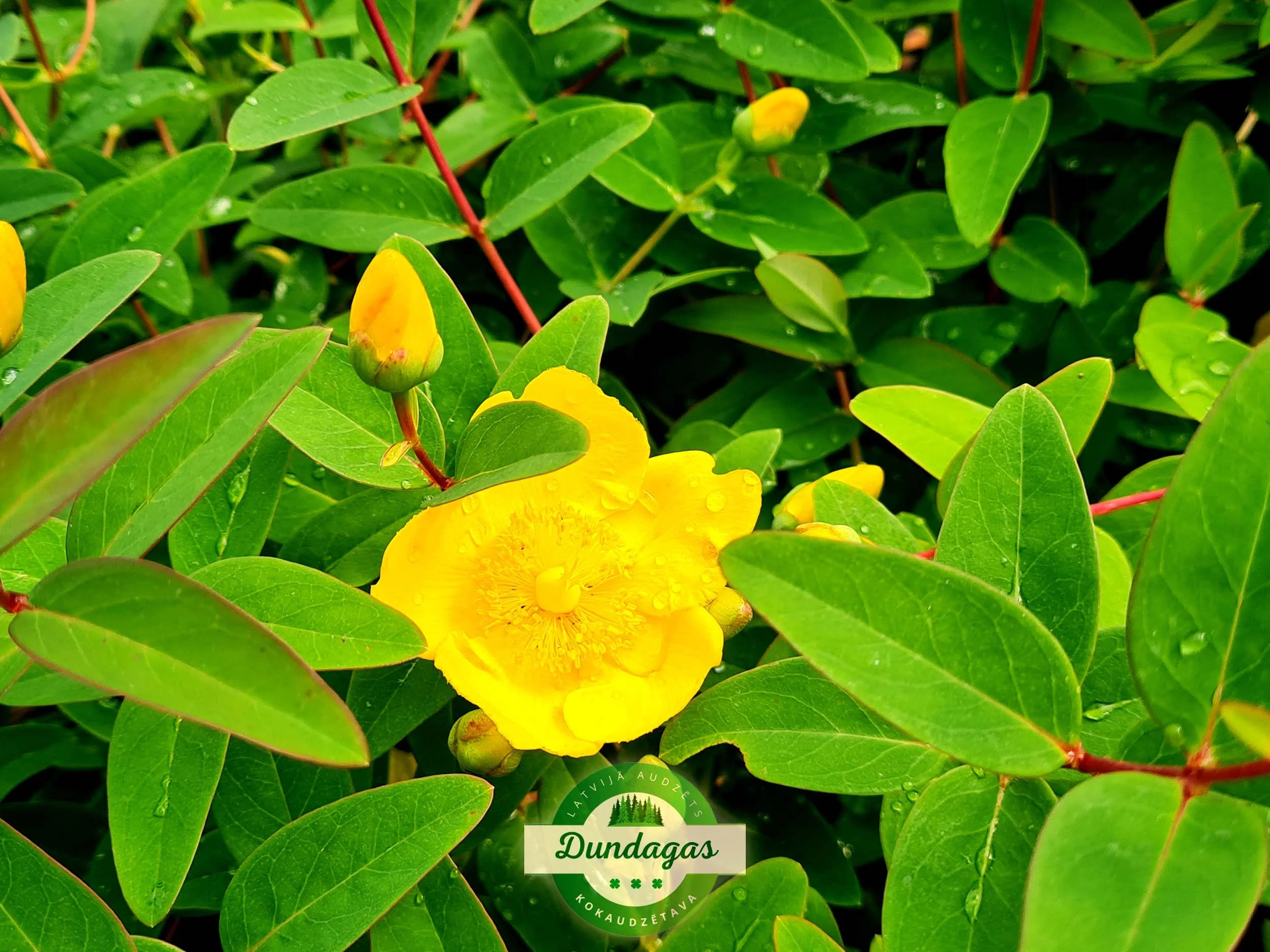 Hypericum_Rowallane_2.jpg