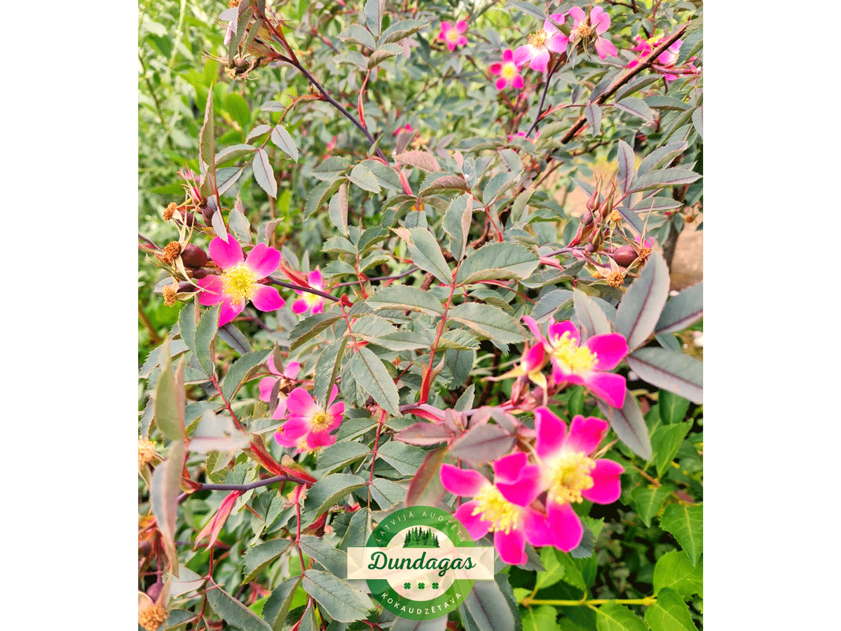 Rosa_glauca_3.png