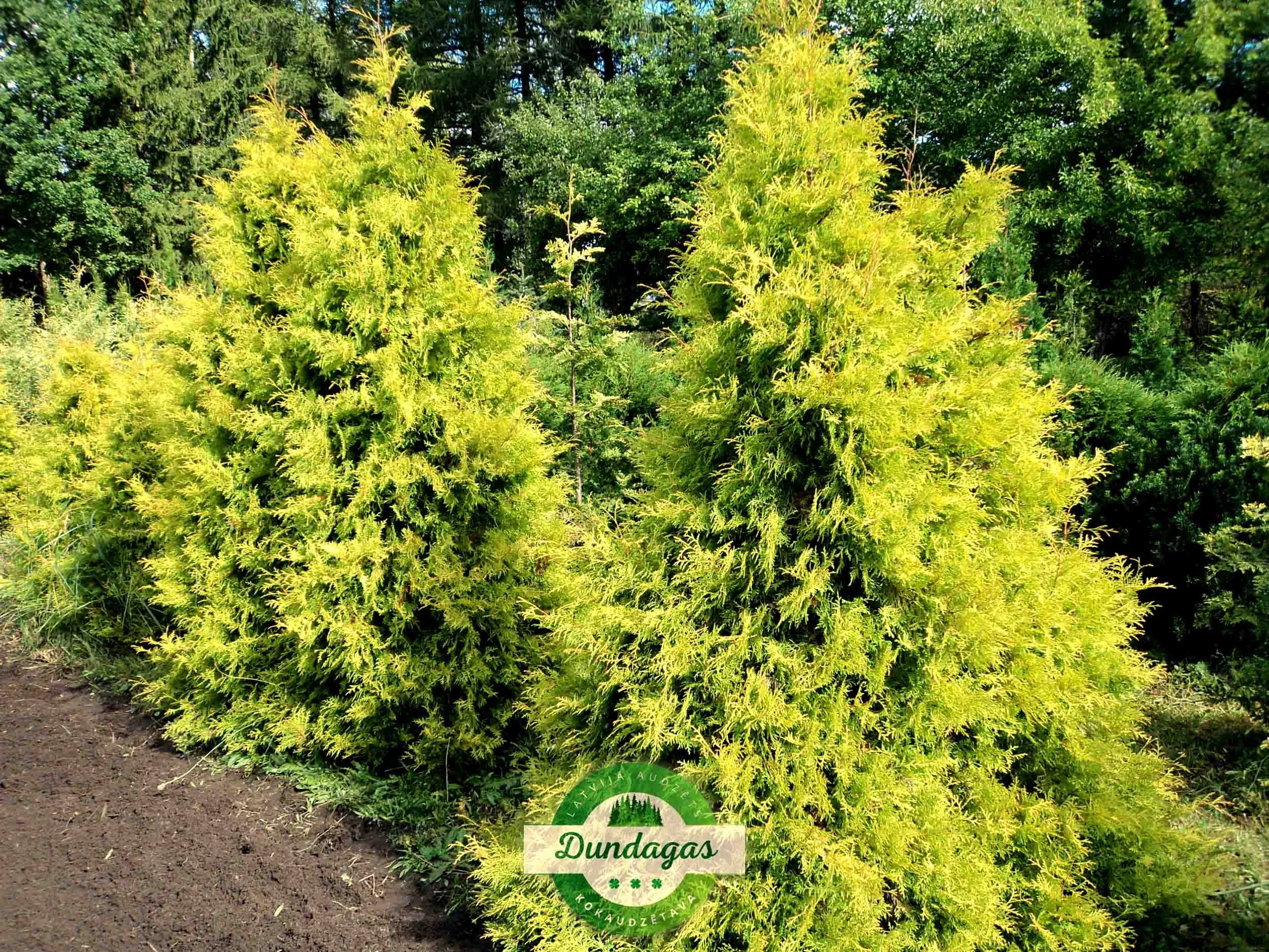 Thuja_occidentalis_Rheingold.jpg