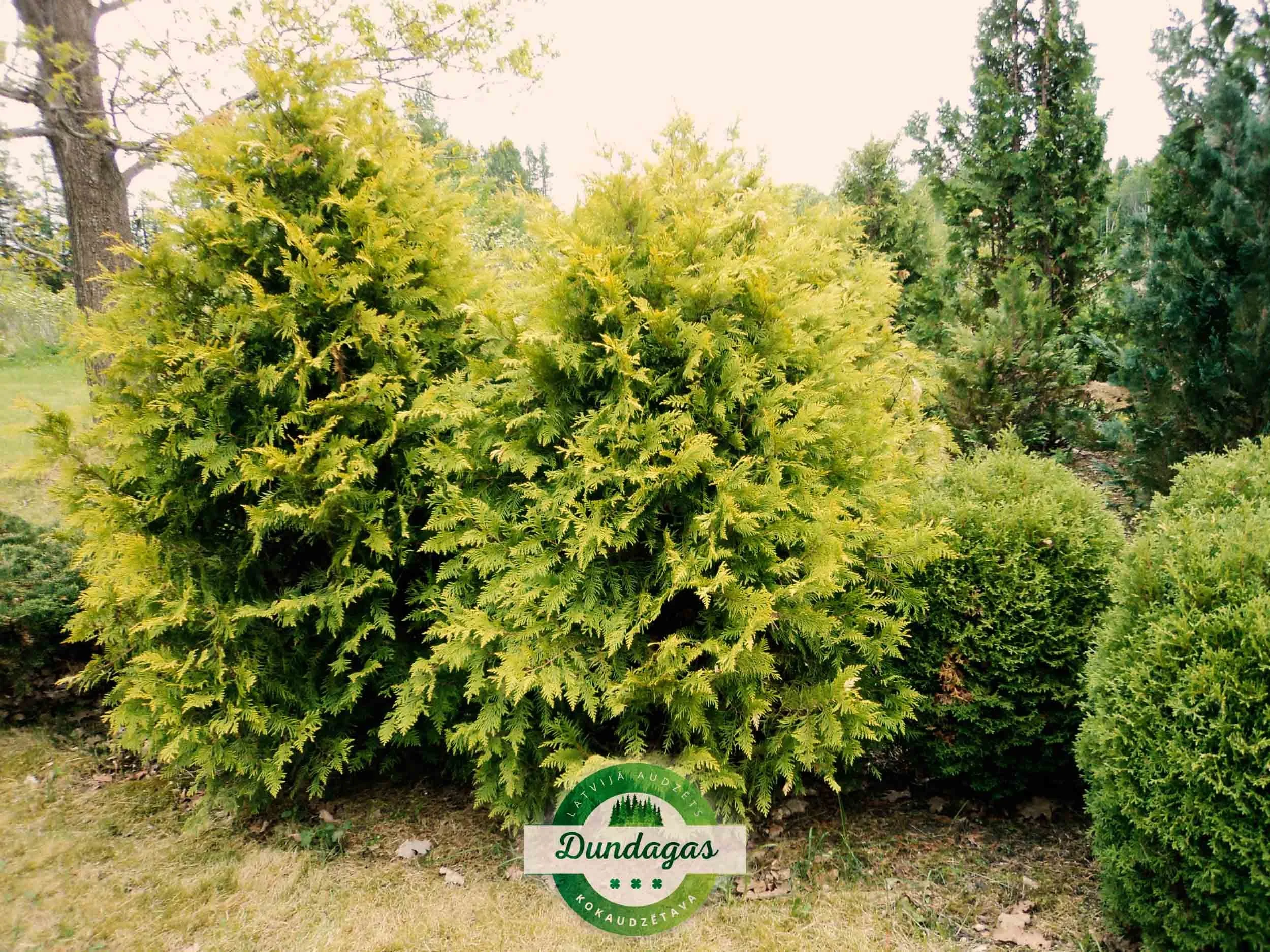 Thuja_occidentalis_Golden_Globe_2.jpg