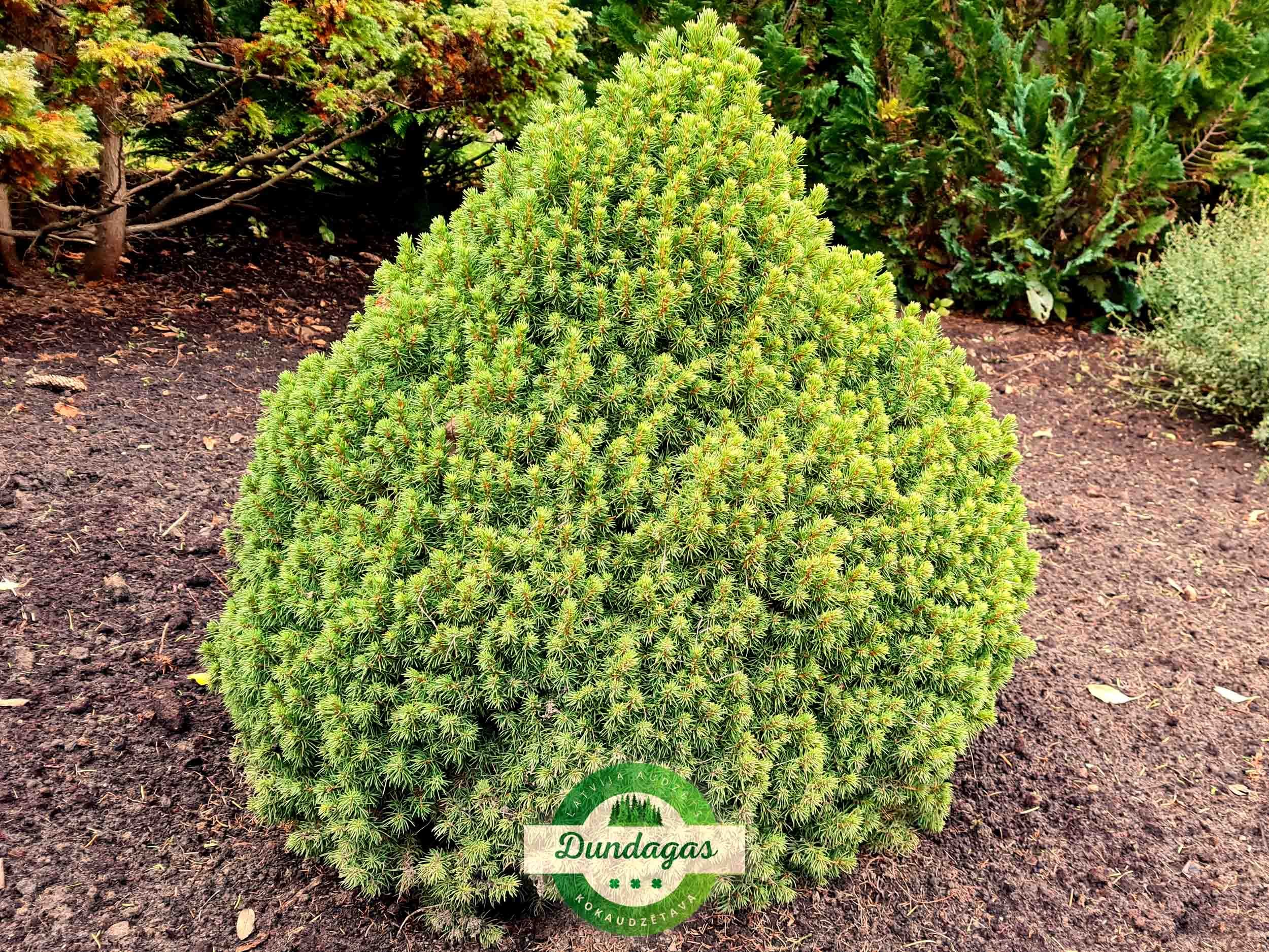 Picea_glauca_Alberta_Globe_1.jpg