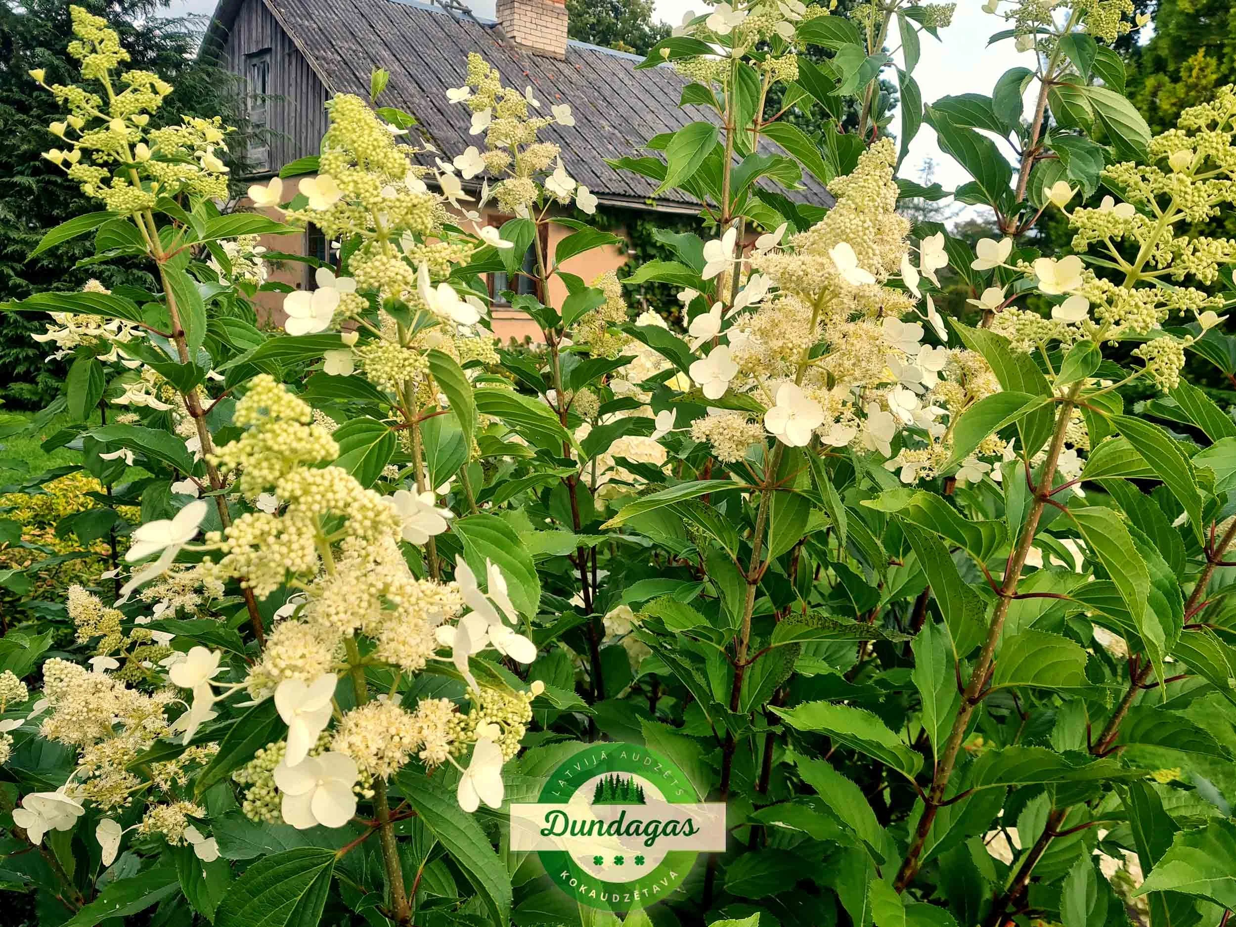 Hydrangea_paniculata_Kyushu.jpg