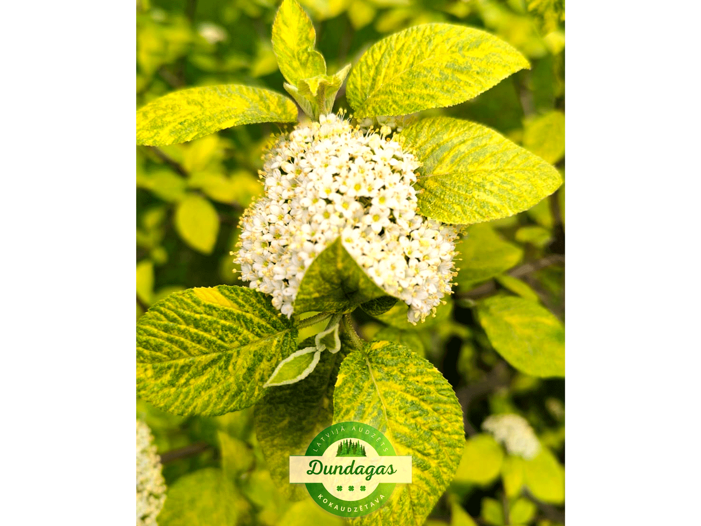 Viburnum_lantana_Marmorata_2.png