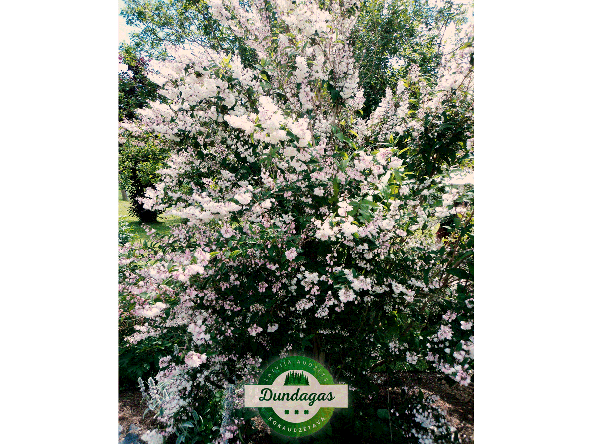 Deutzia_scabra_Plena_1.png