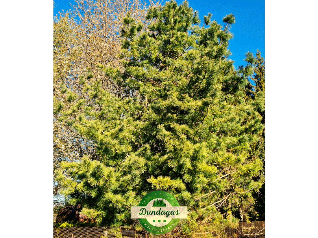 Pinus_koraiensis.png