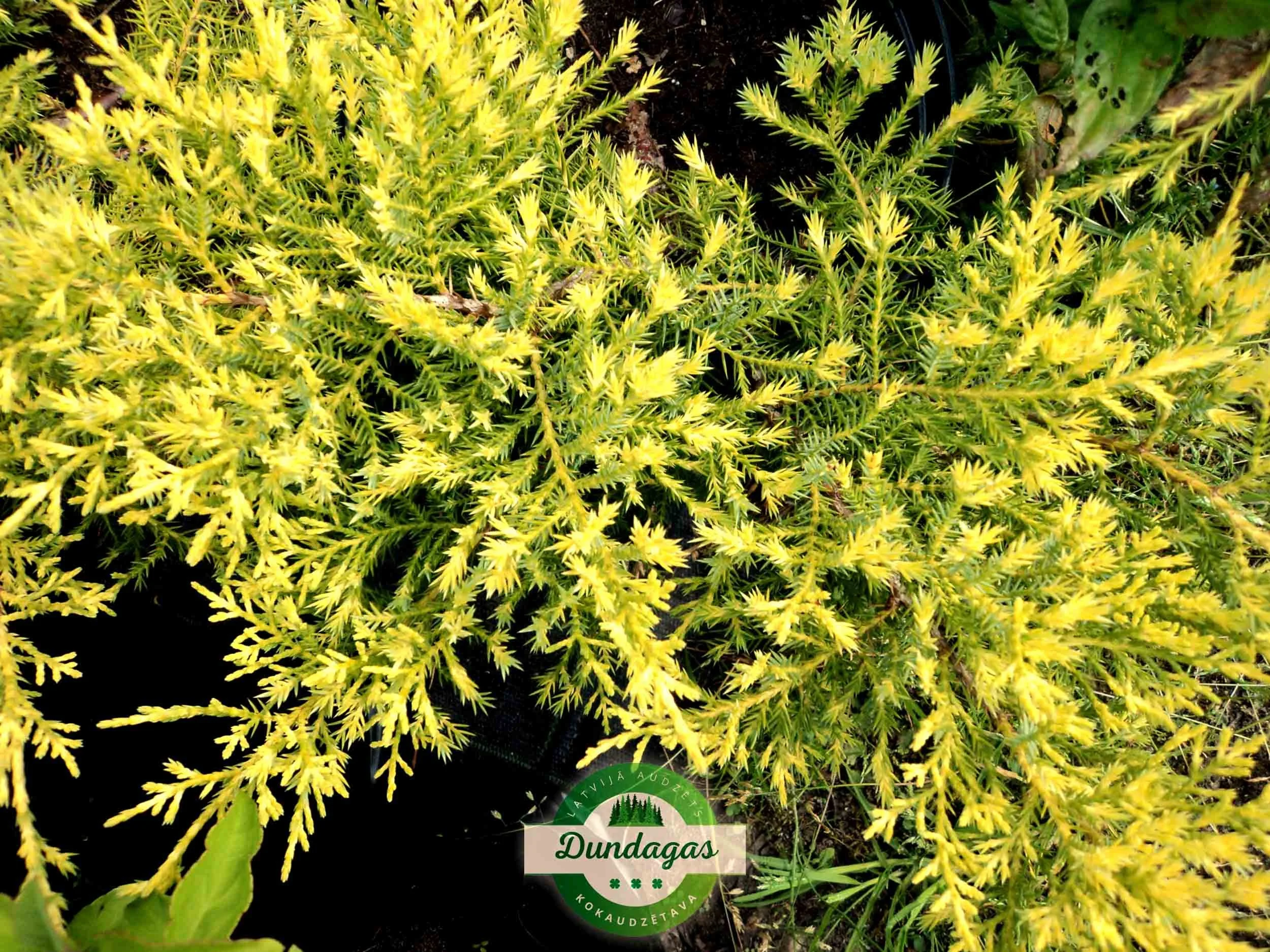 Juniperus_media_Goldkissen_2.jpg