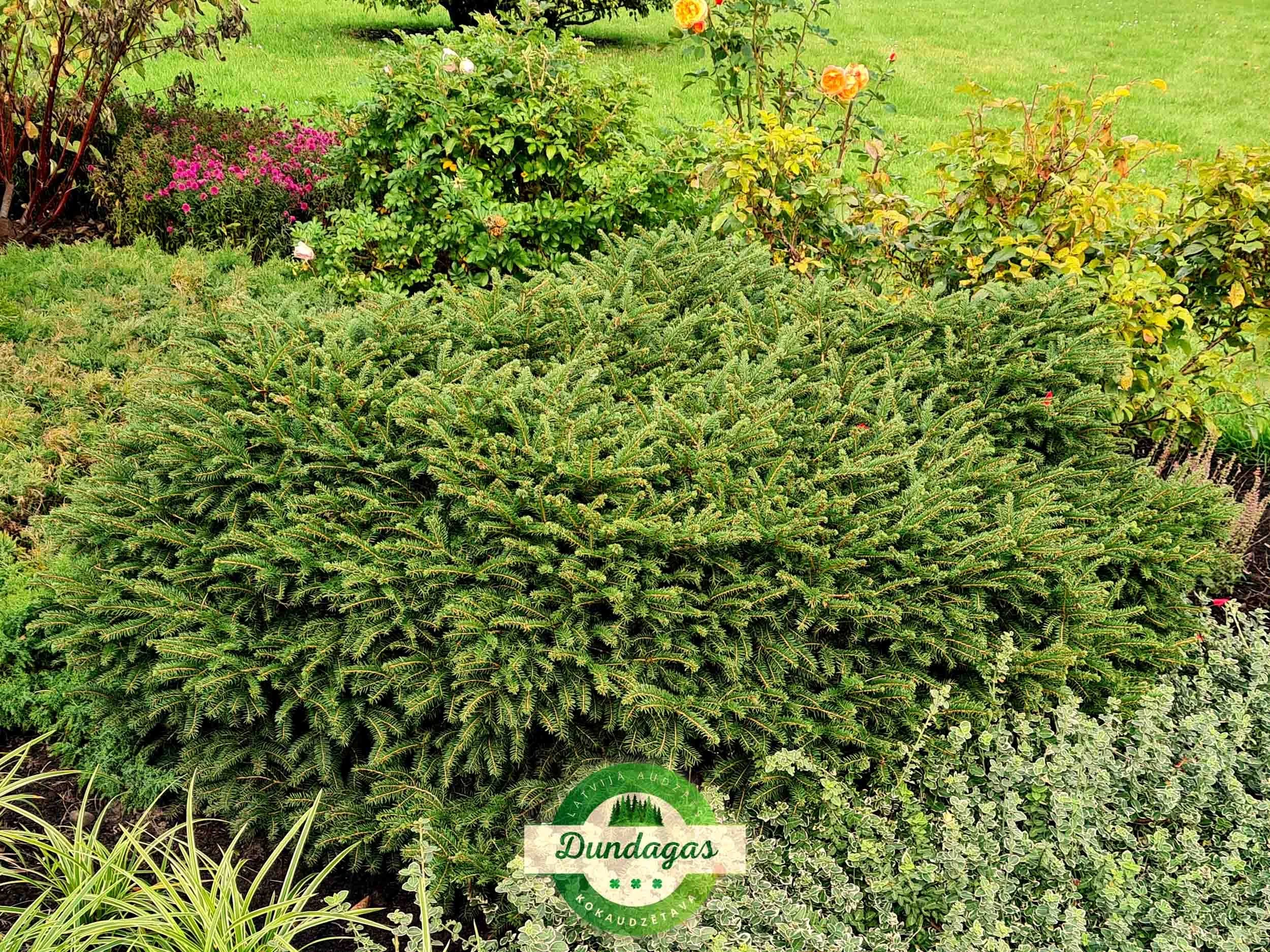 Picea_abies_Nidiformis_2.jpg