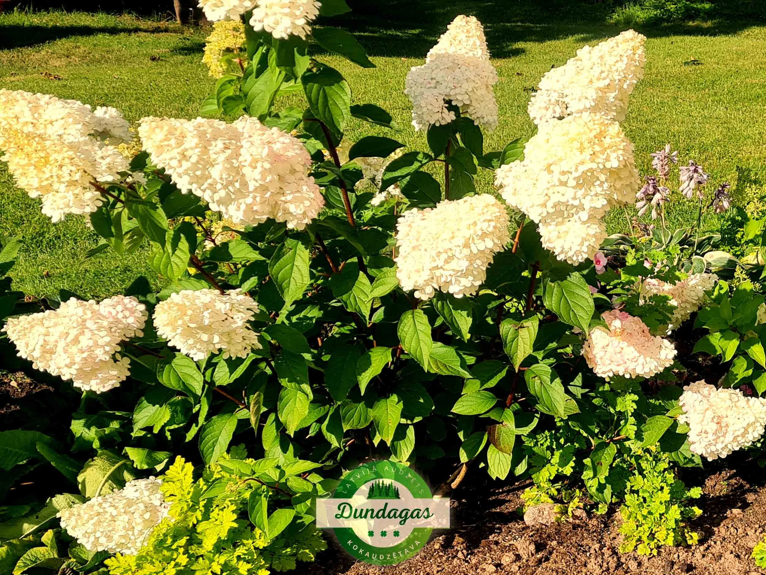 Hydrangea_paniculata_Vanilla_Fraise_2.jpg