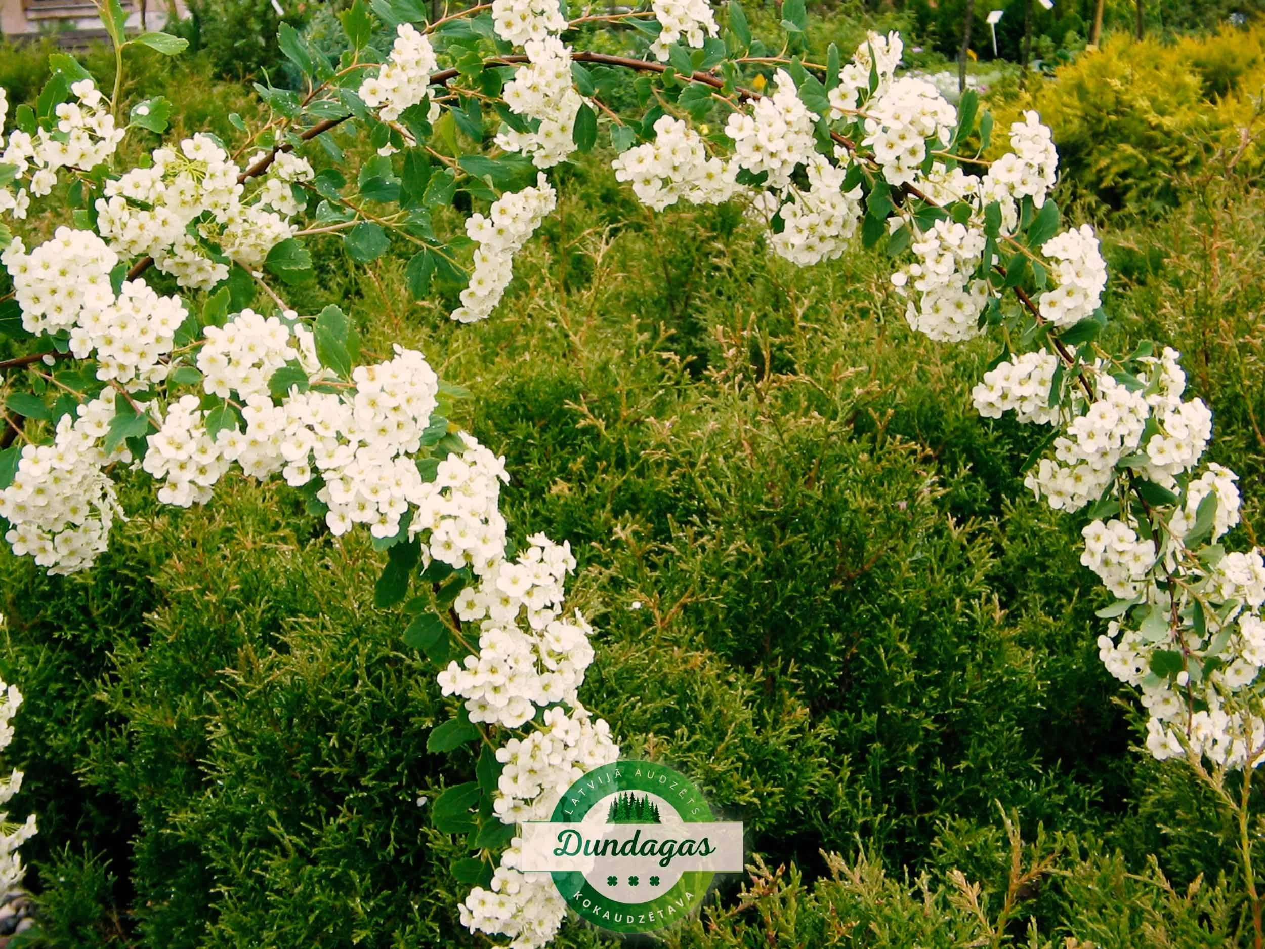 Spiraea_vanhouttei_2.jpg