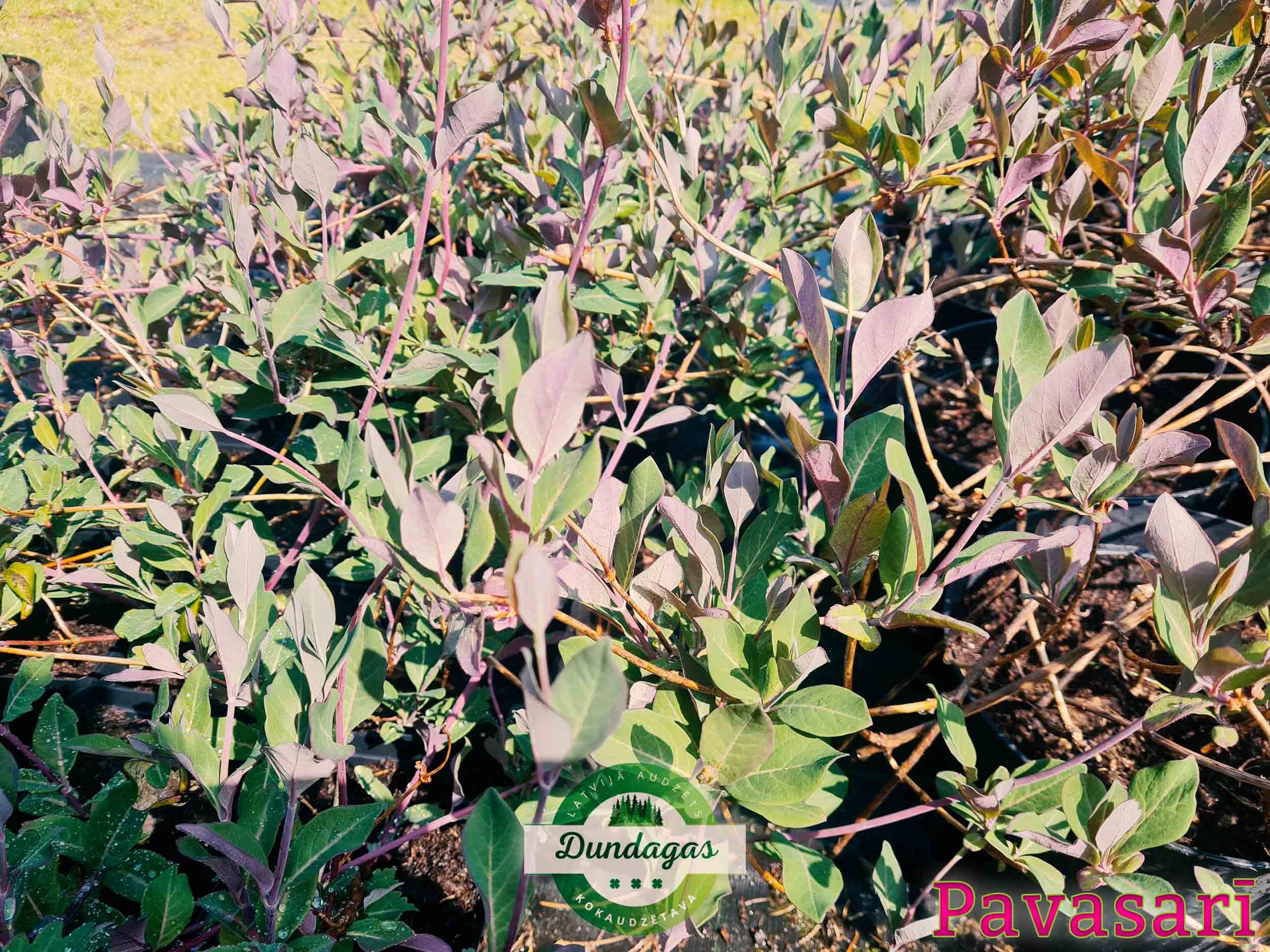 Lonicera_periclymenum_pavasari.jpg