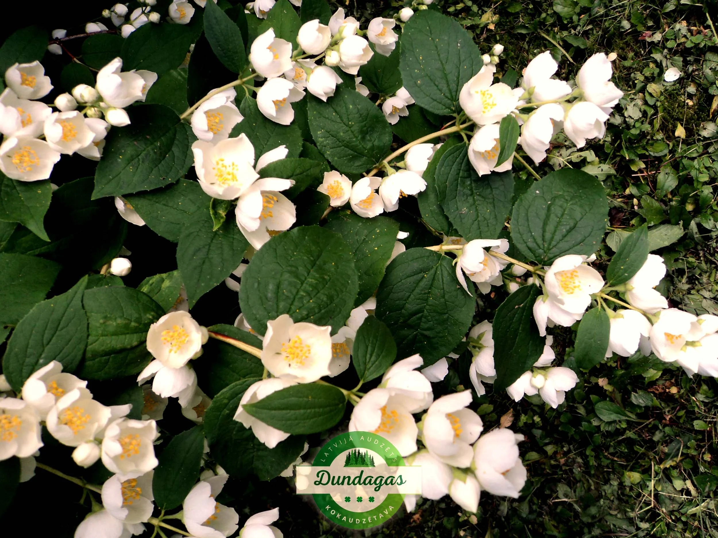 Philadelphus_pubescens_2.jpg