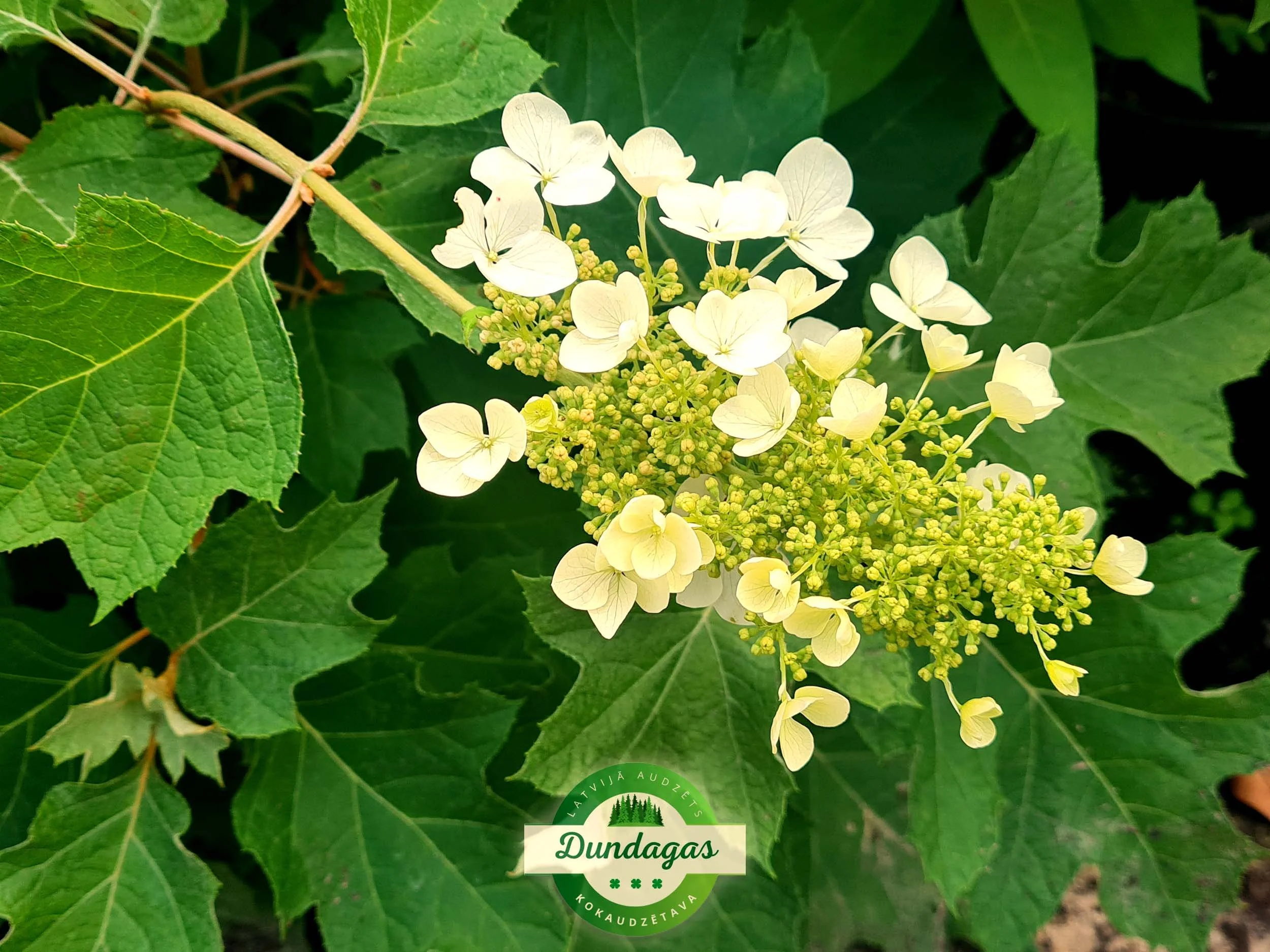 Hydrangea_quercifolia_1.jpg