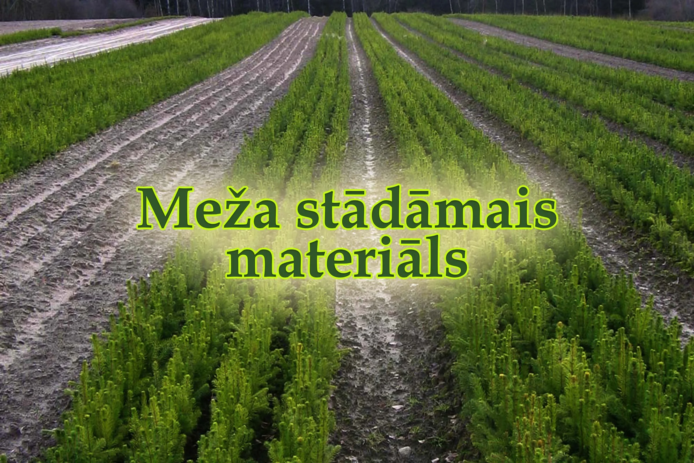 Meža stādāmais materiāls